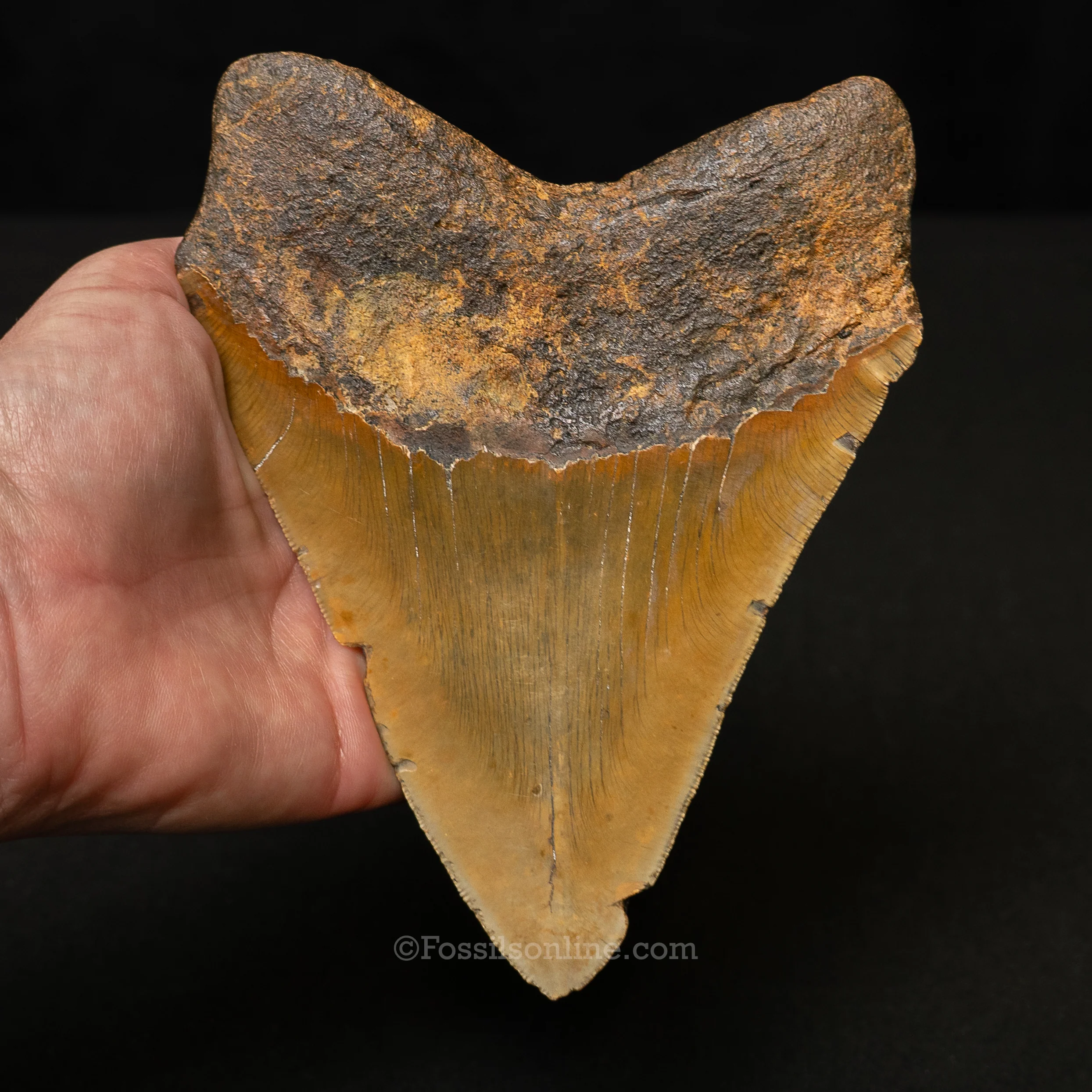 North Carolina Megalodon 6.11" - Image 3