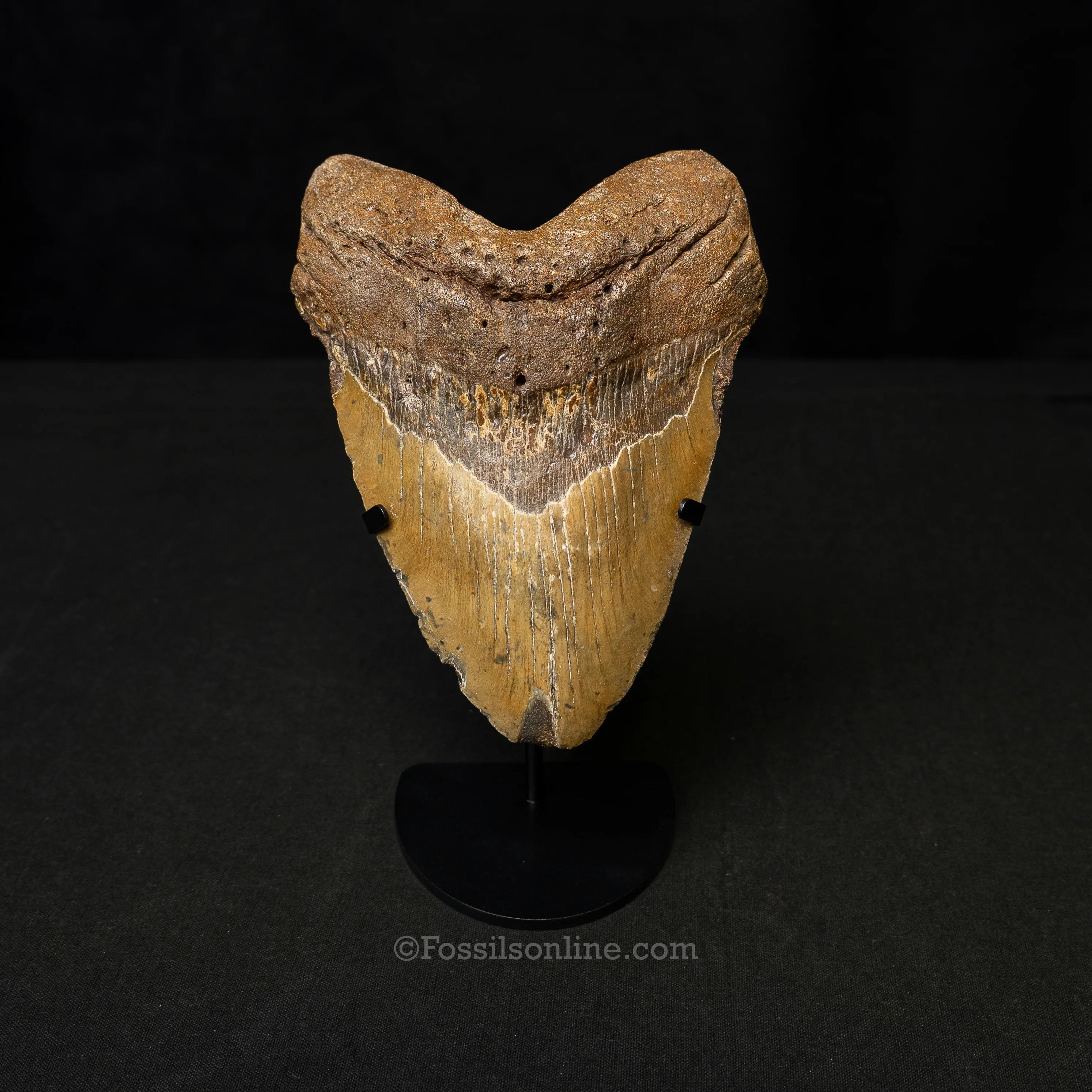 North Carolina Megalodon 6.2"