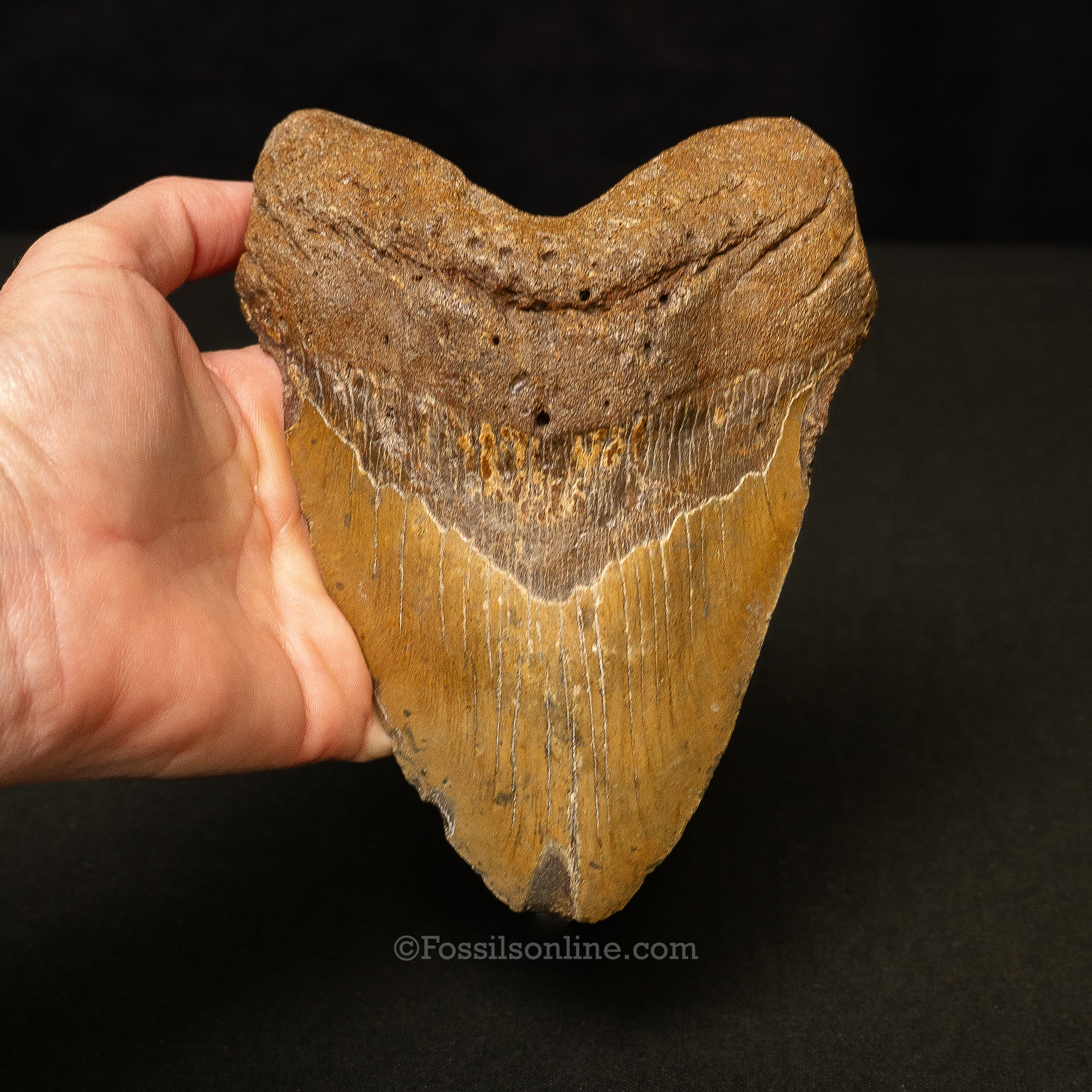 North Carolina Megalodon 6.2" - Image 2