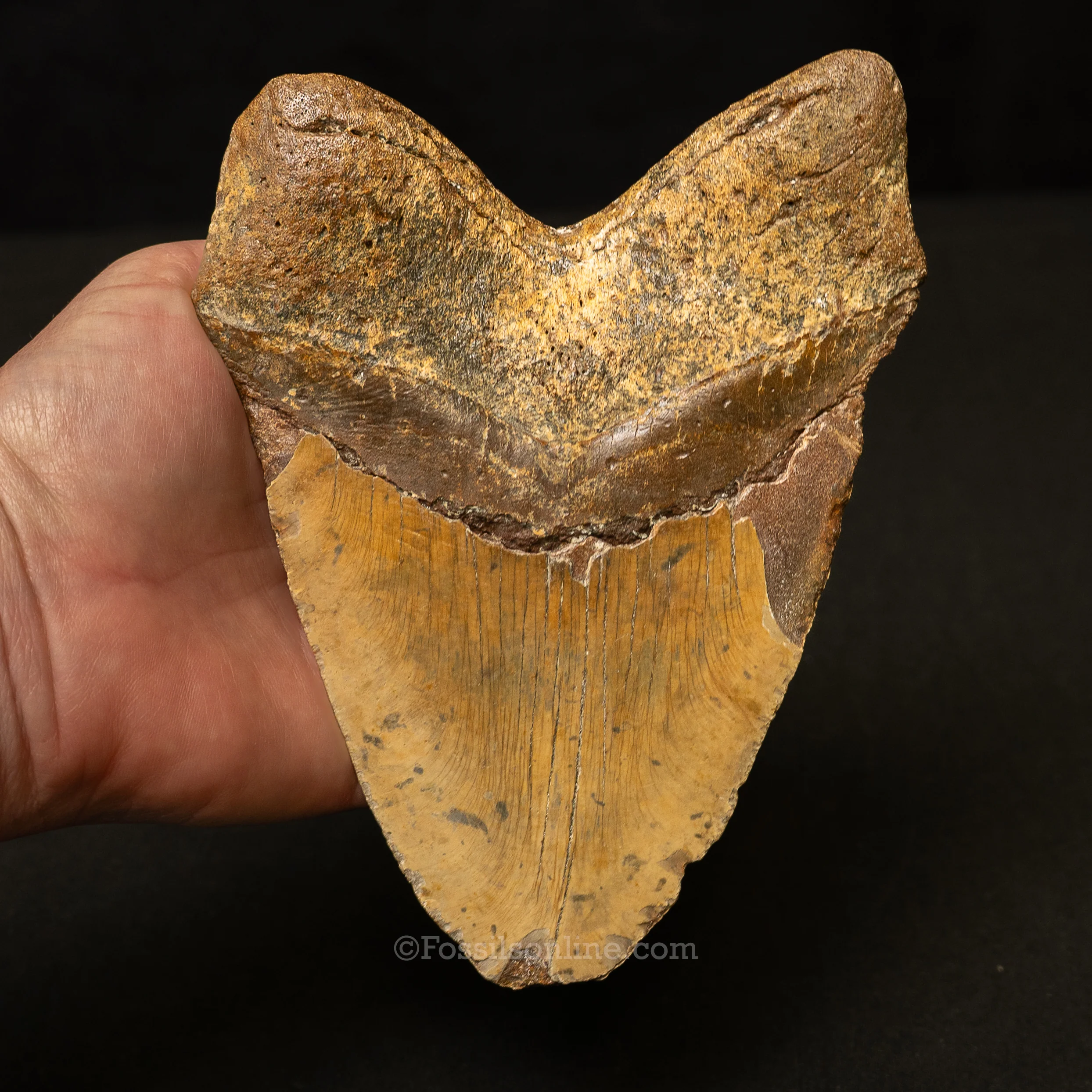 North Carolina Megalodon 6.2" - Image 3