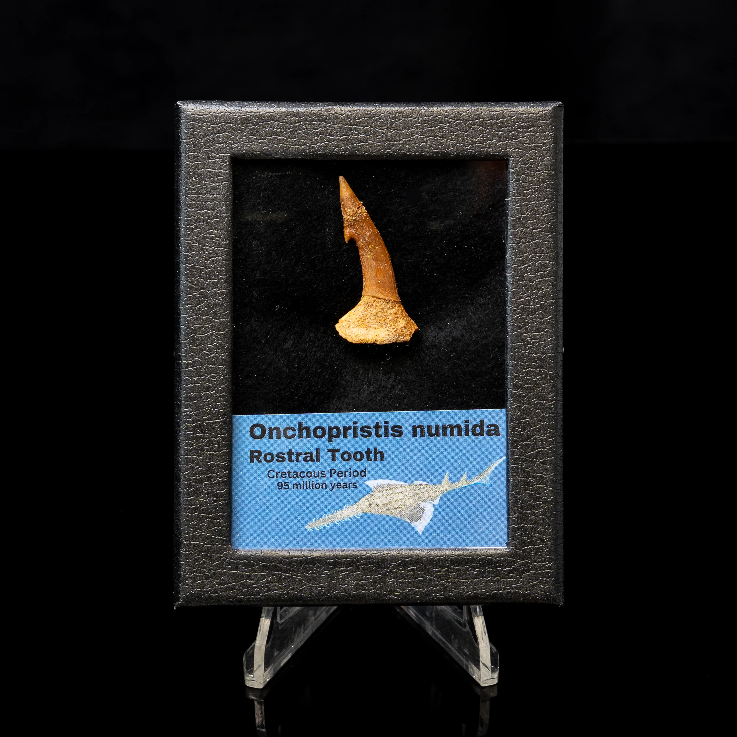 Onchopristis Tooth in a SM display case - Image 4