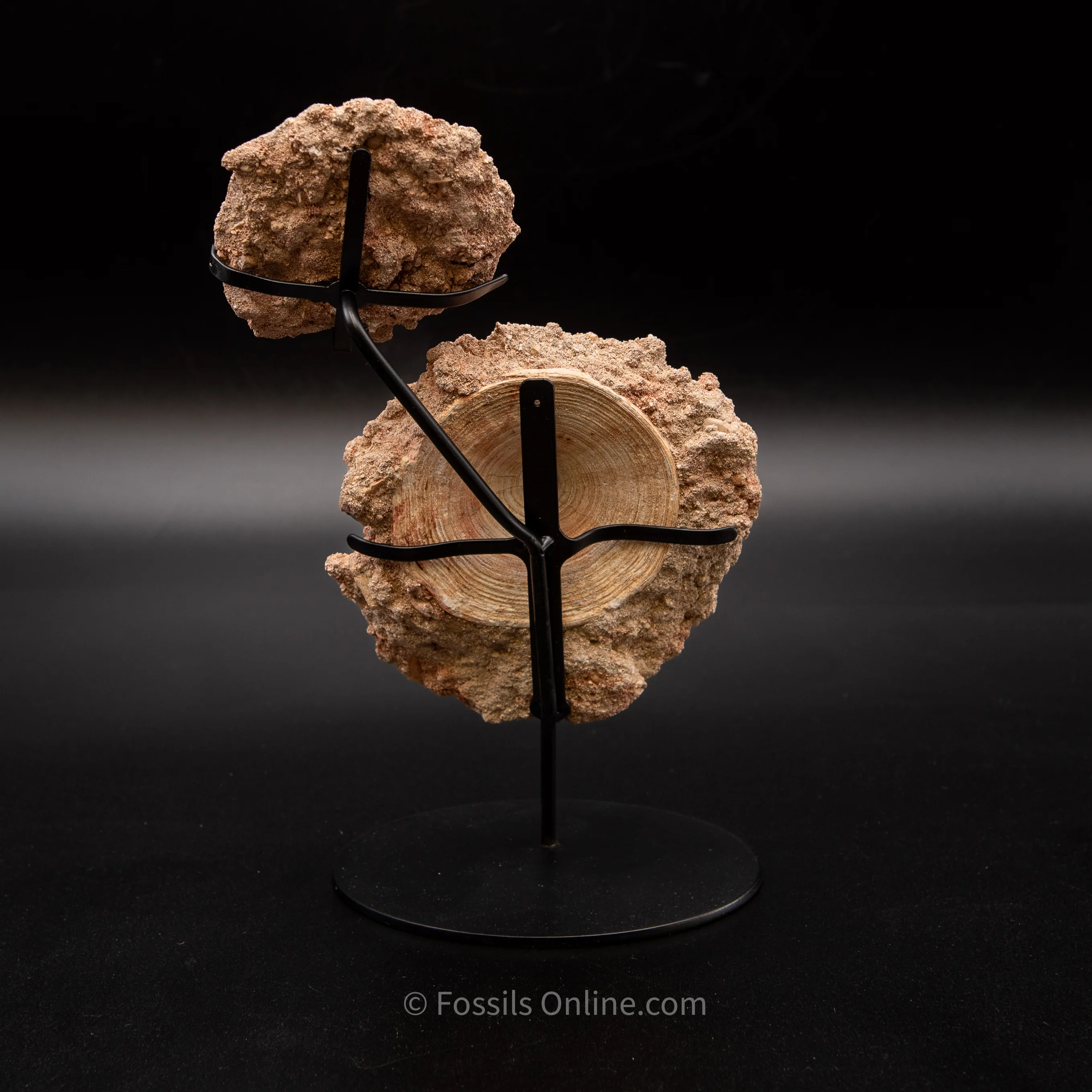 Otodus Vertebrae in Original Matrix - Image 3