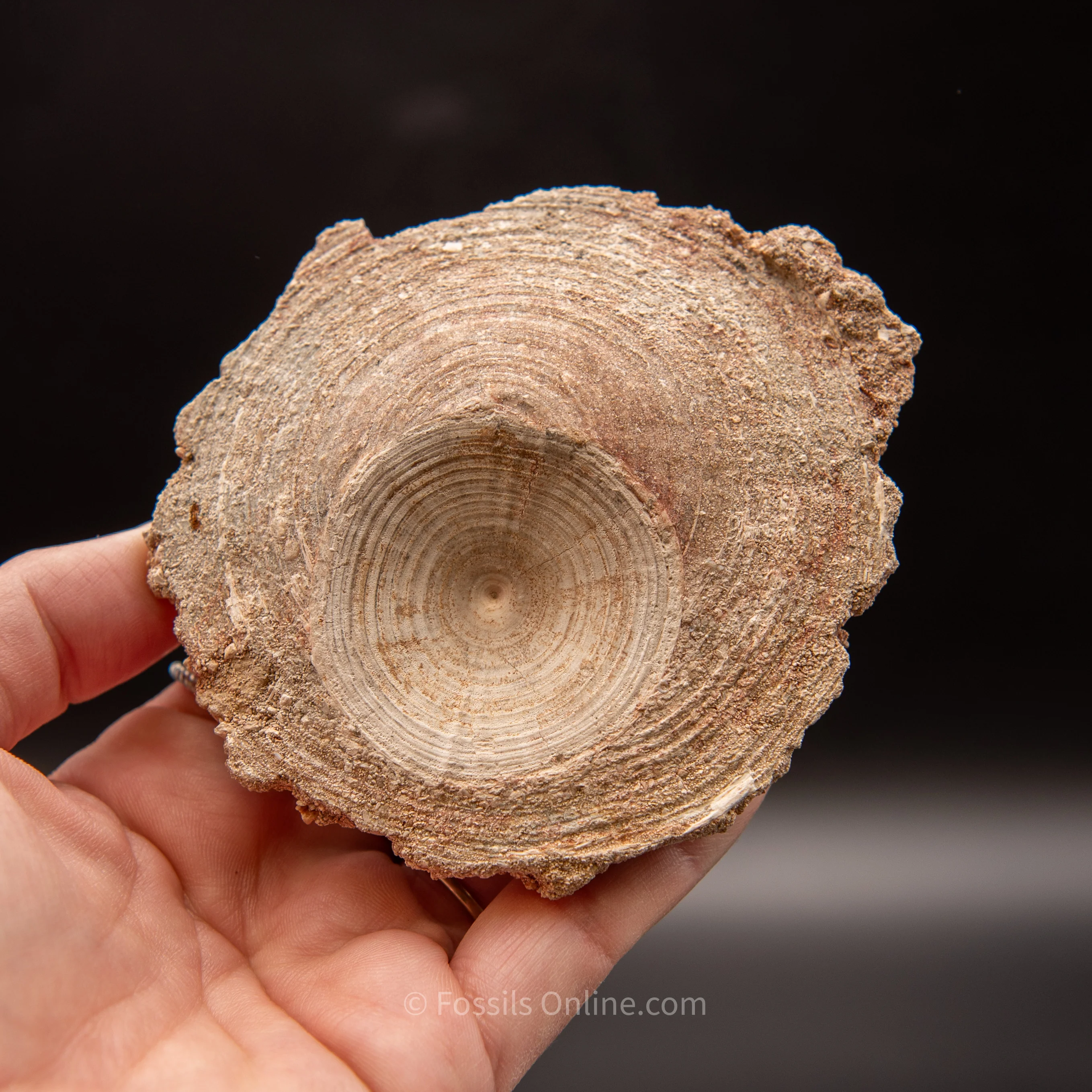 Otodus Vertebrae in Original Matrix - Image 4