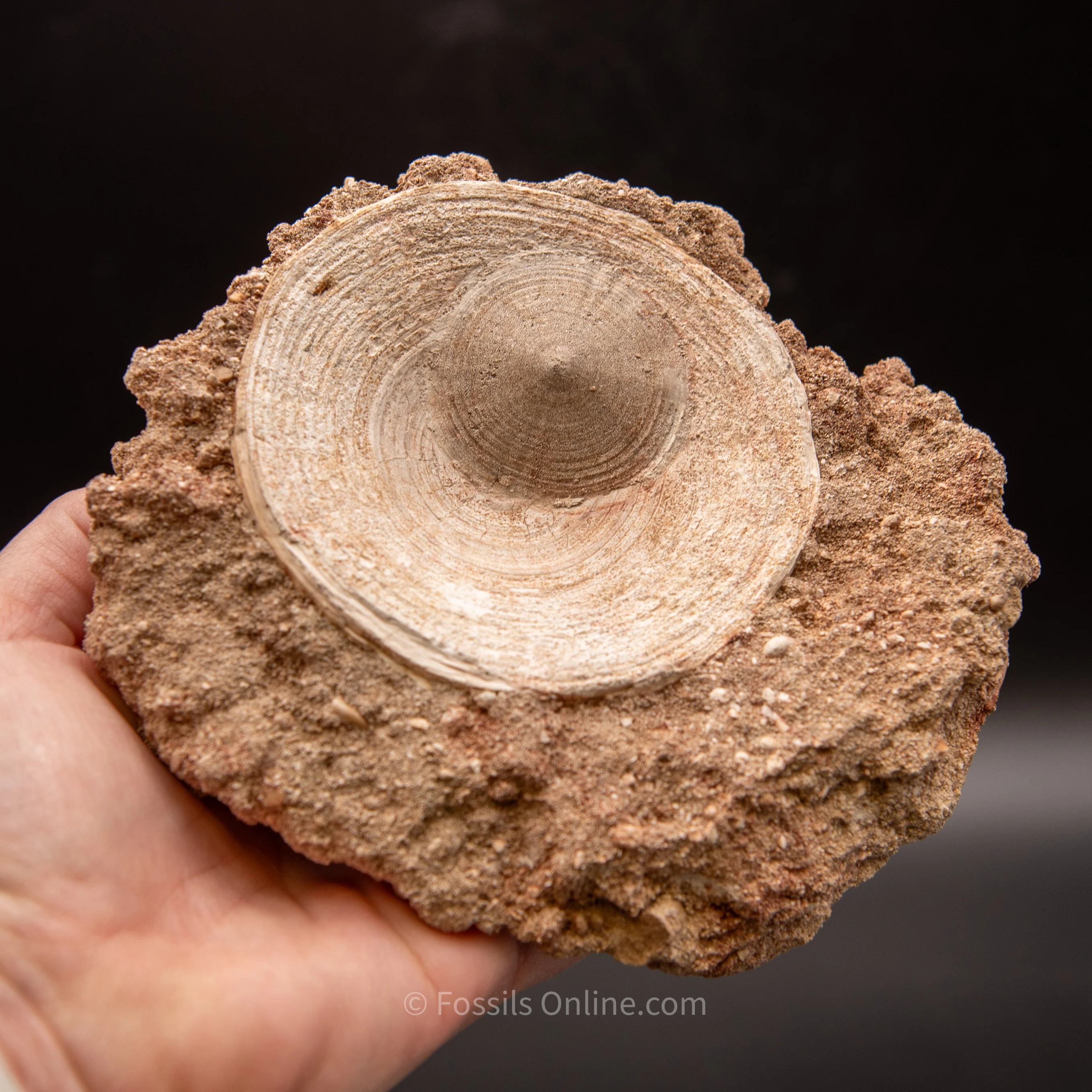 Otodus Vertebrae in Original Matrix - Image 5