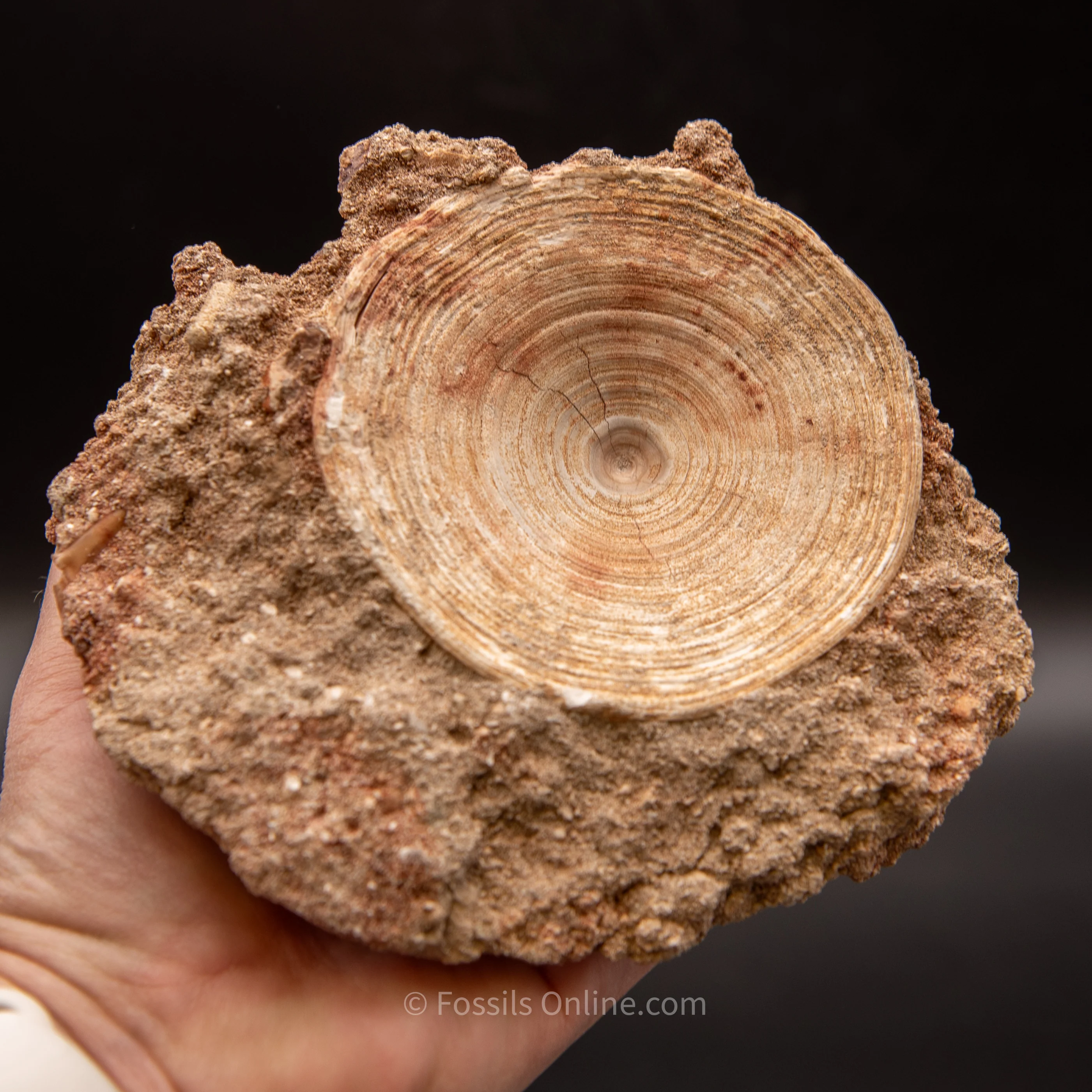 Otodus Vertebrae in Original Matrix - Image 6