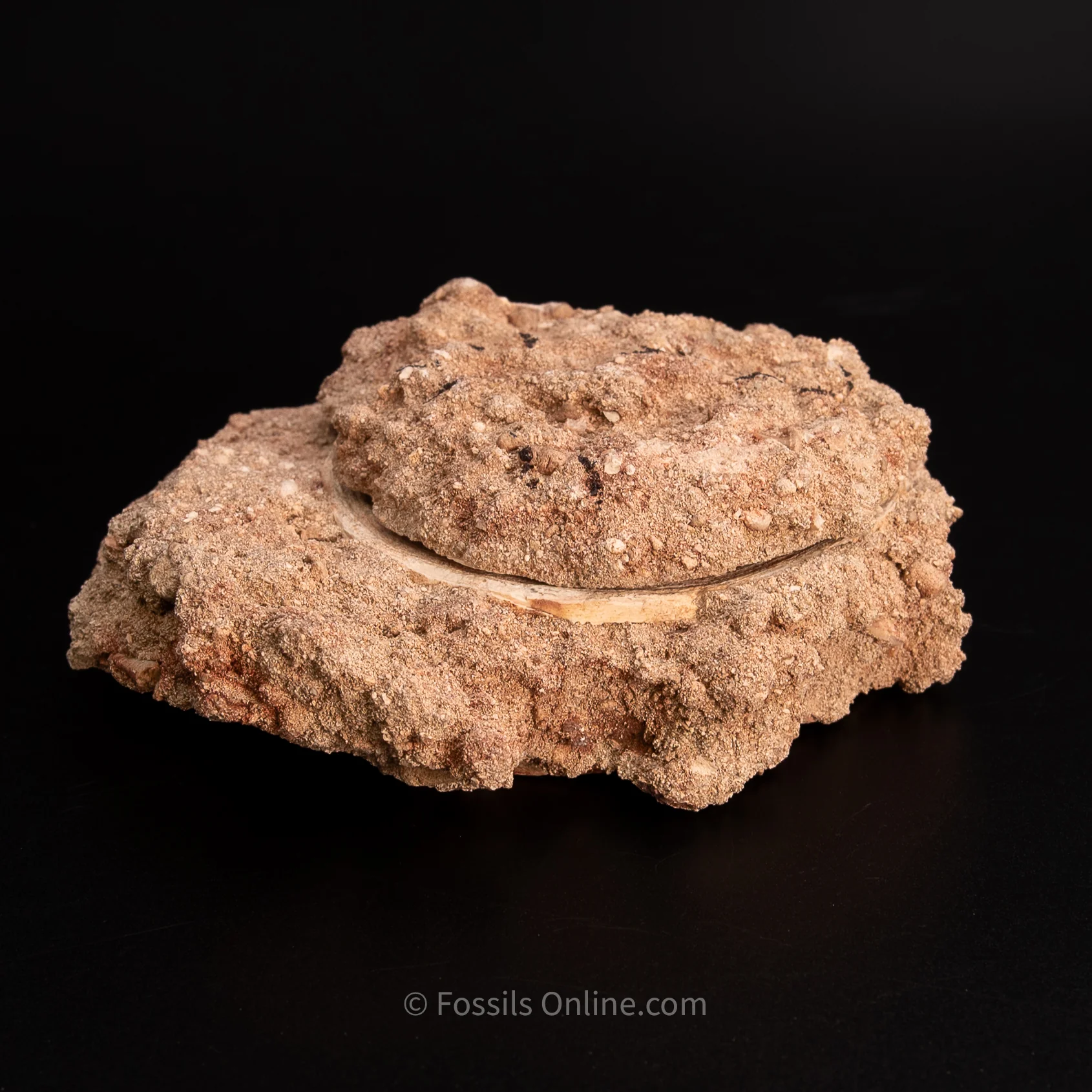 Otodus Vertebrae in Original Matrix - Image 7