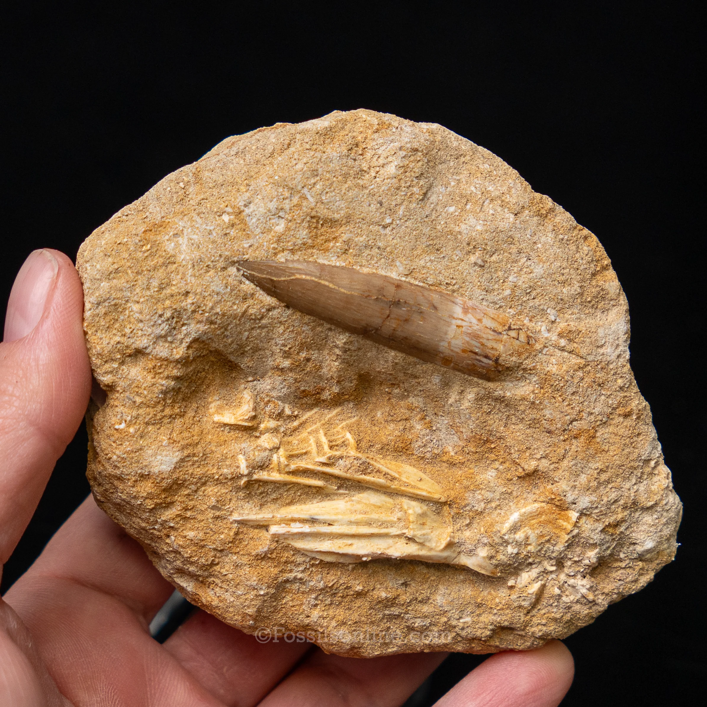 Plesiosaur Tooth in matrix - Image 2
