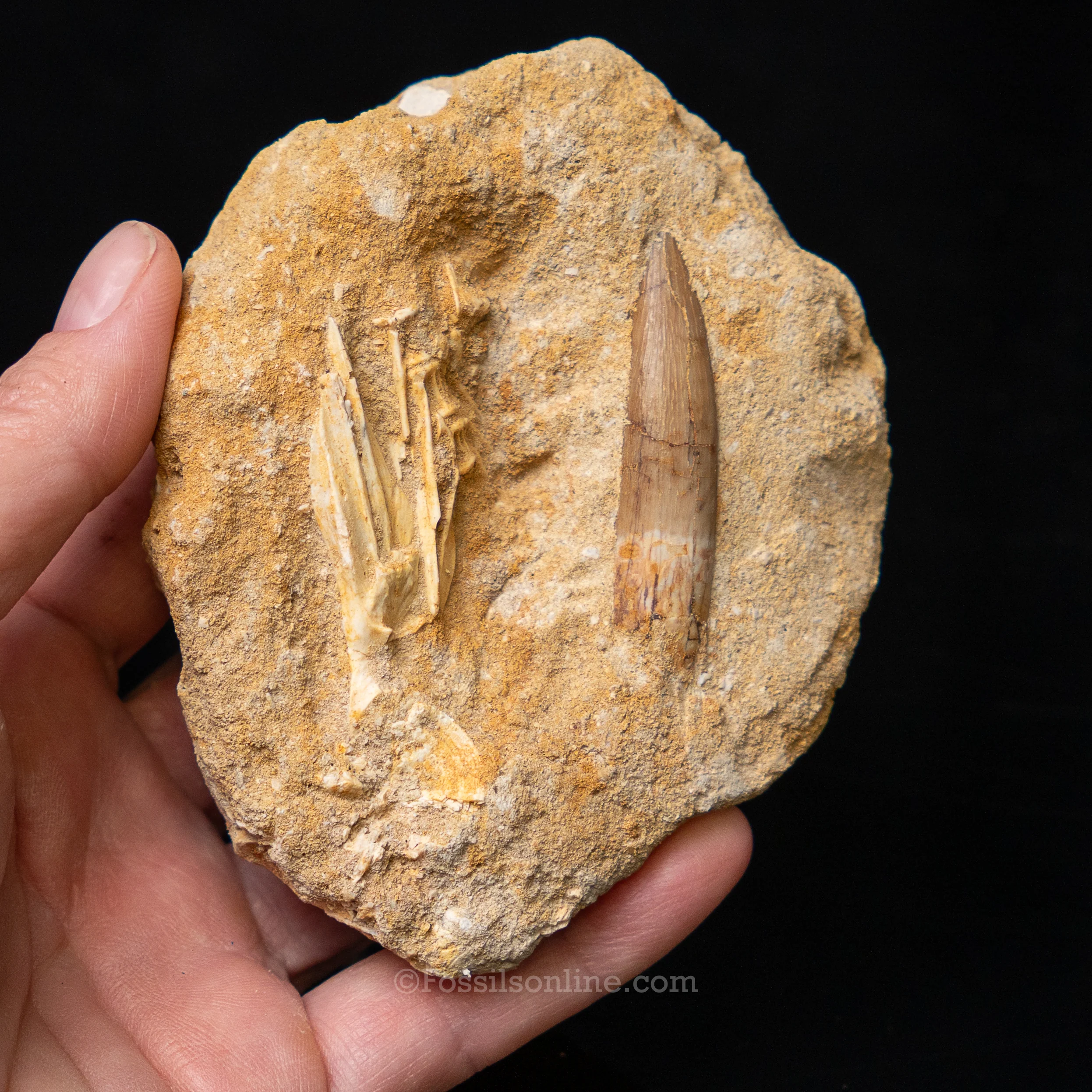 Plesiosaur Tooth in matrix - Image 3