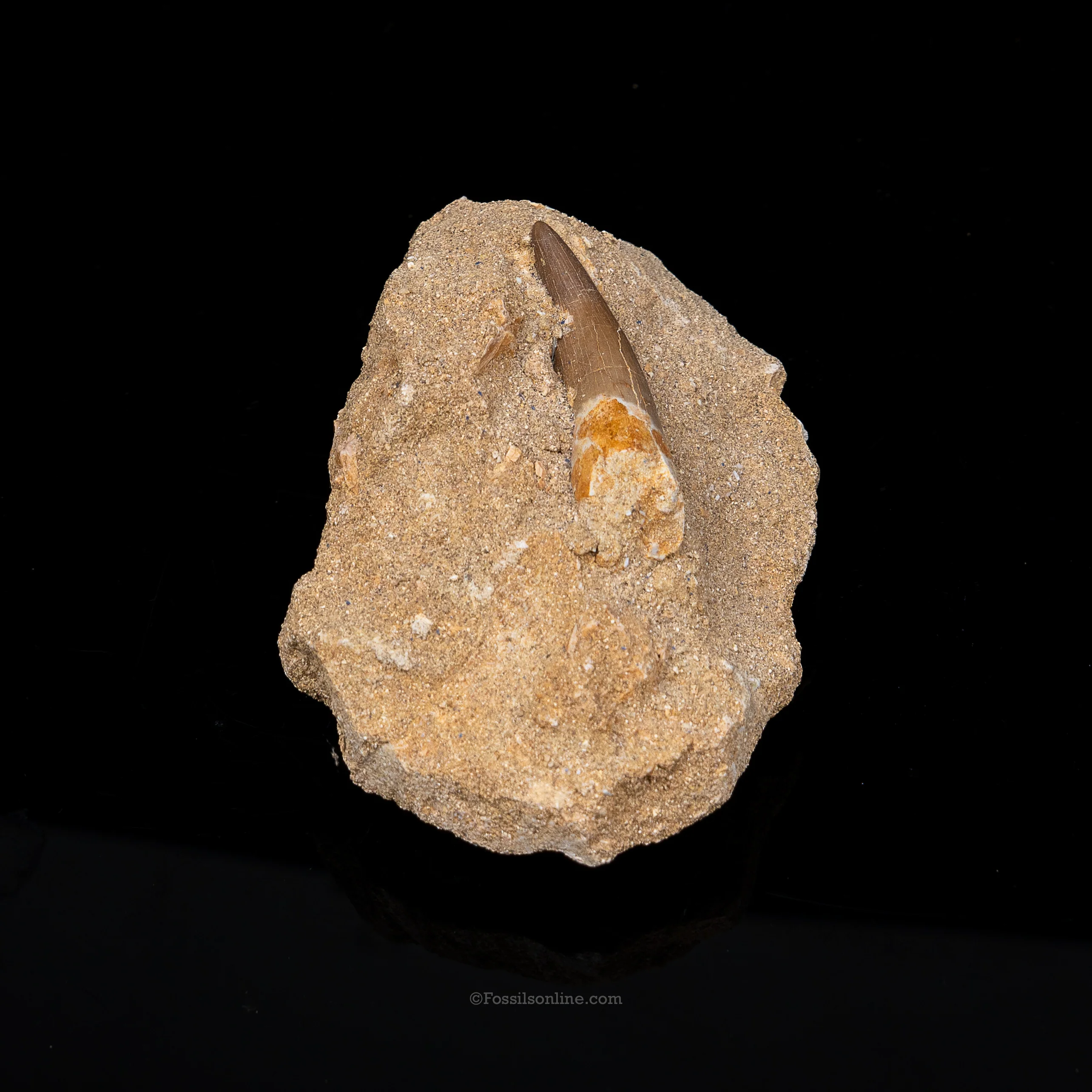 Plesiosaur Tooth in matrix - Image 2