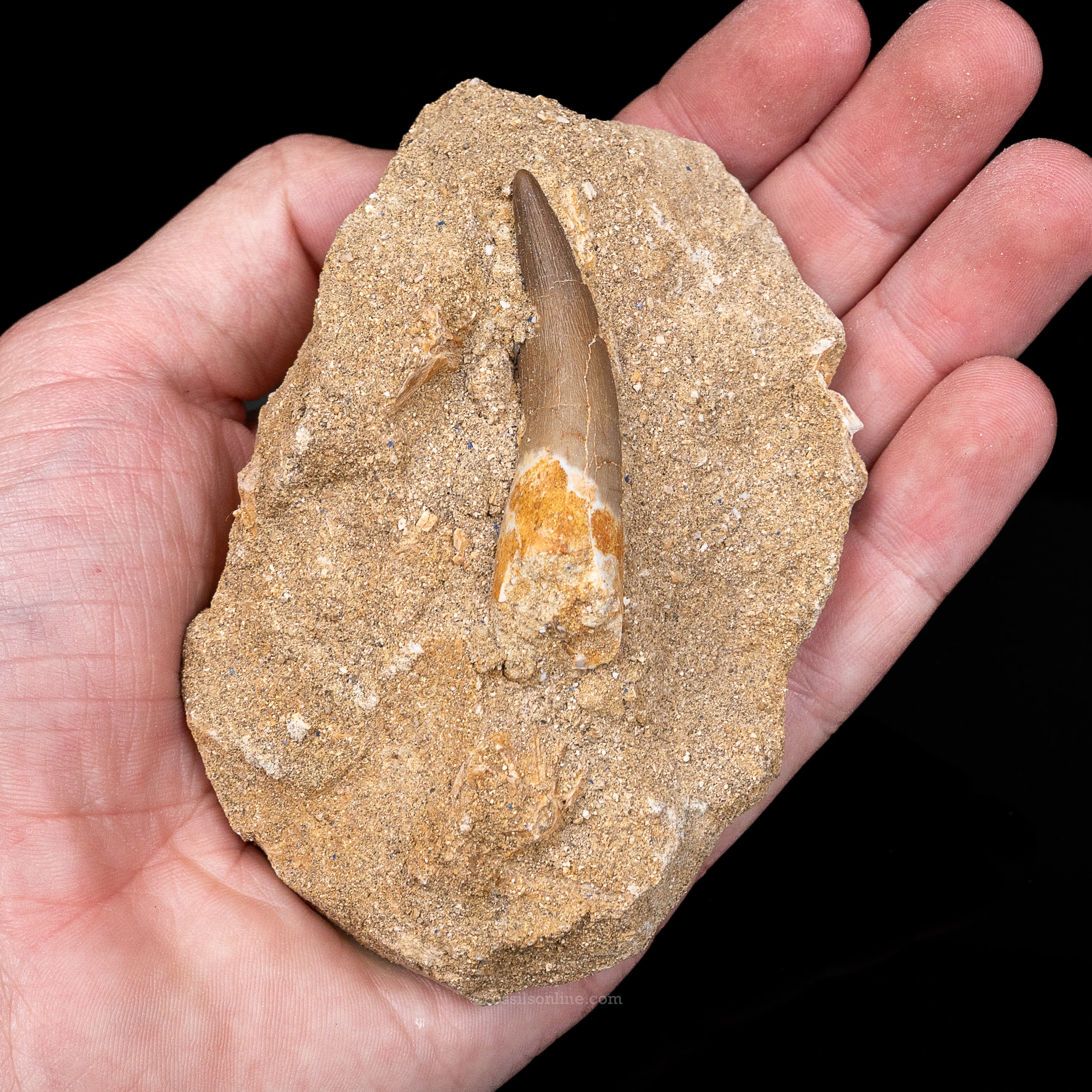 Plesiosaur Tooth in matrix - Image 3