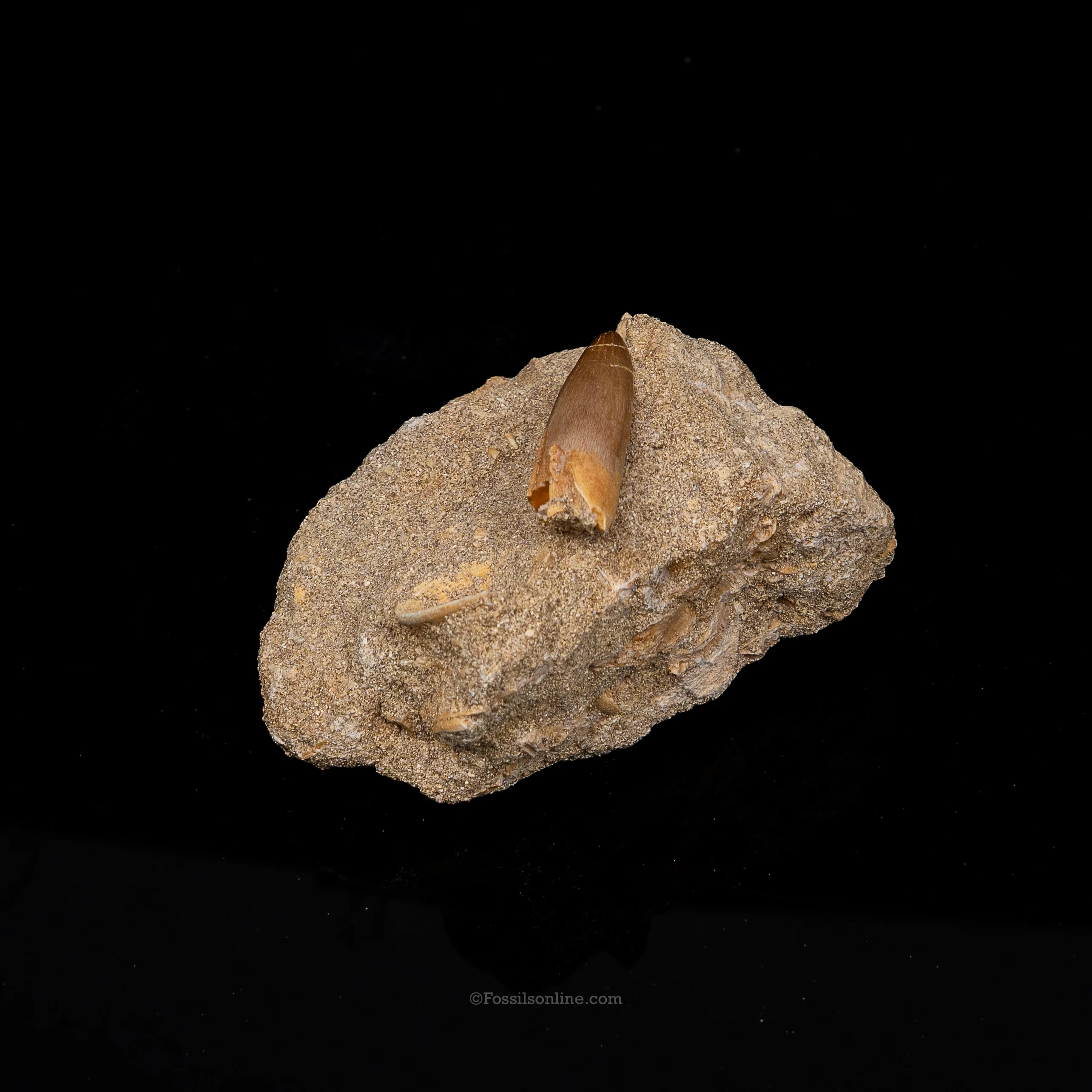 Plesiosaur Tooth in matrix - Image 2