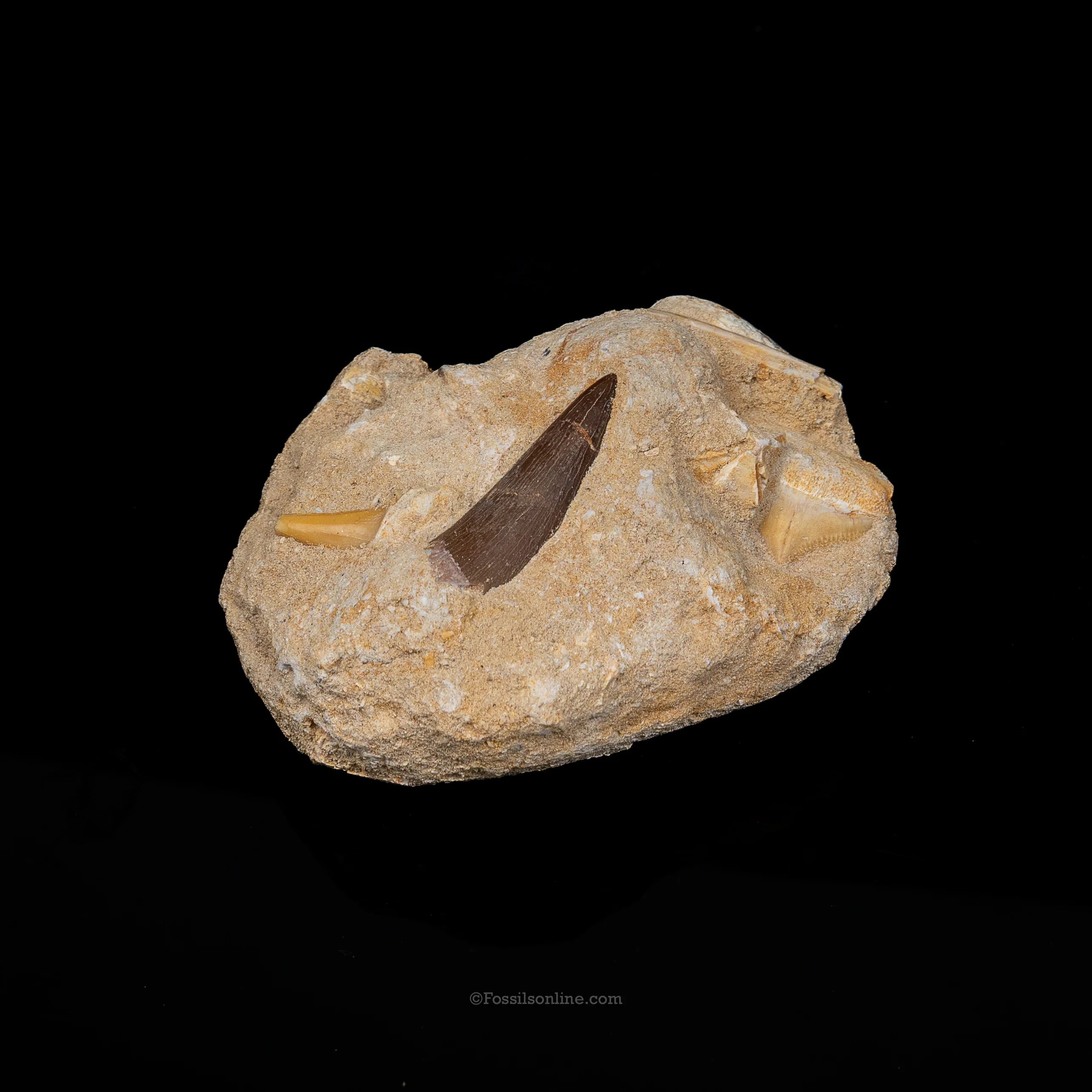 Plesiosaur tooth in Original Matrix