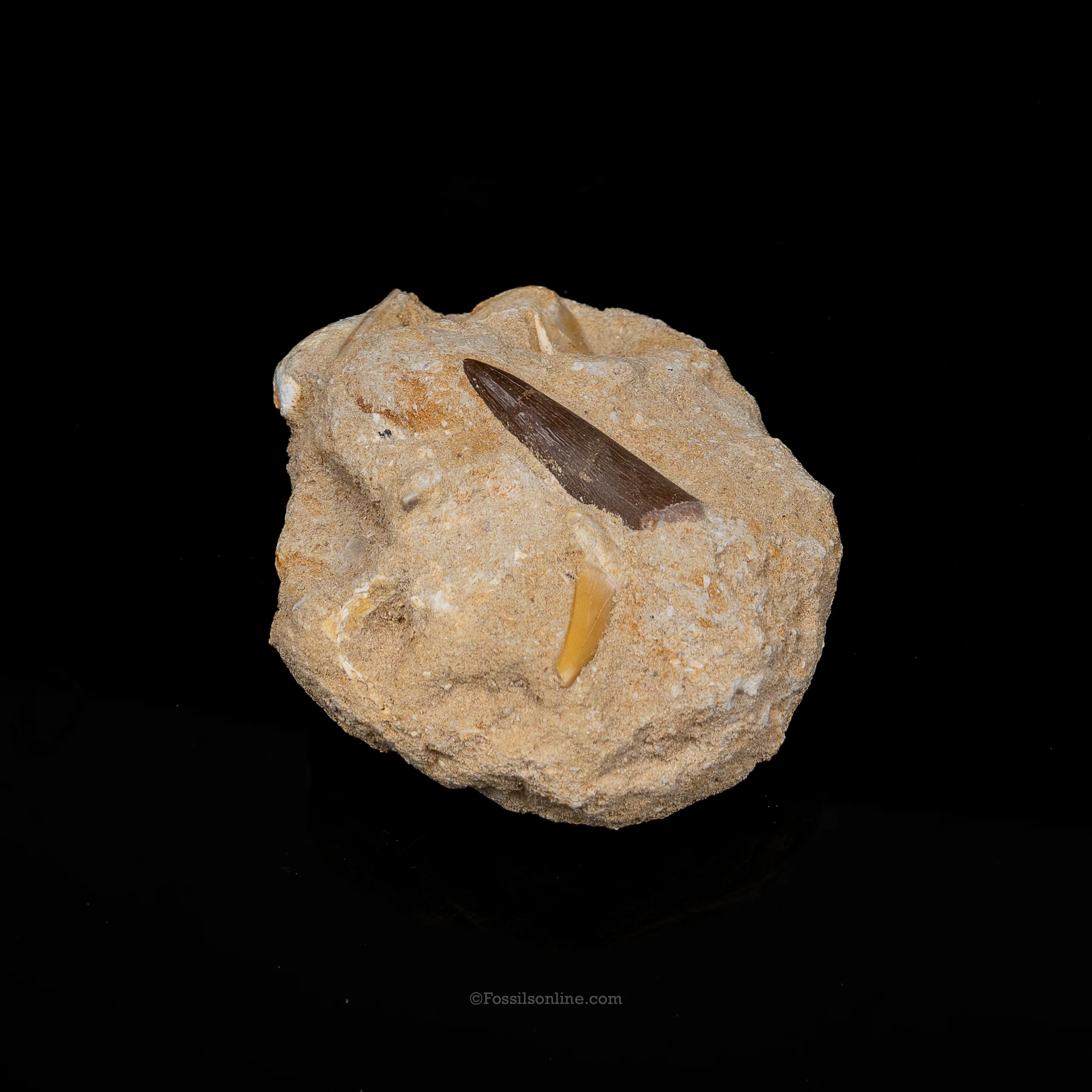 Plesiosaur tooth in Original Matrix - Image 2