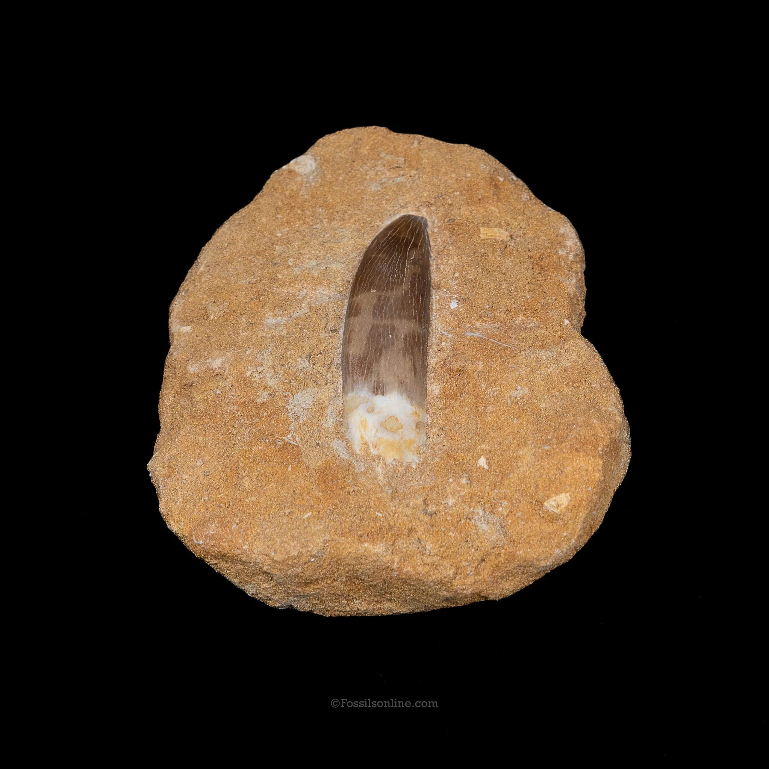 Plesiosaur Tooth in matrix - Image 2