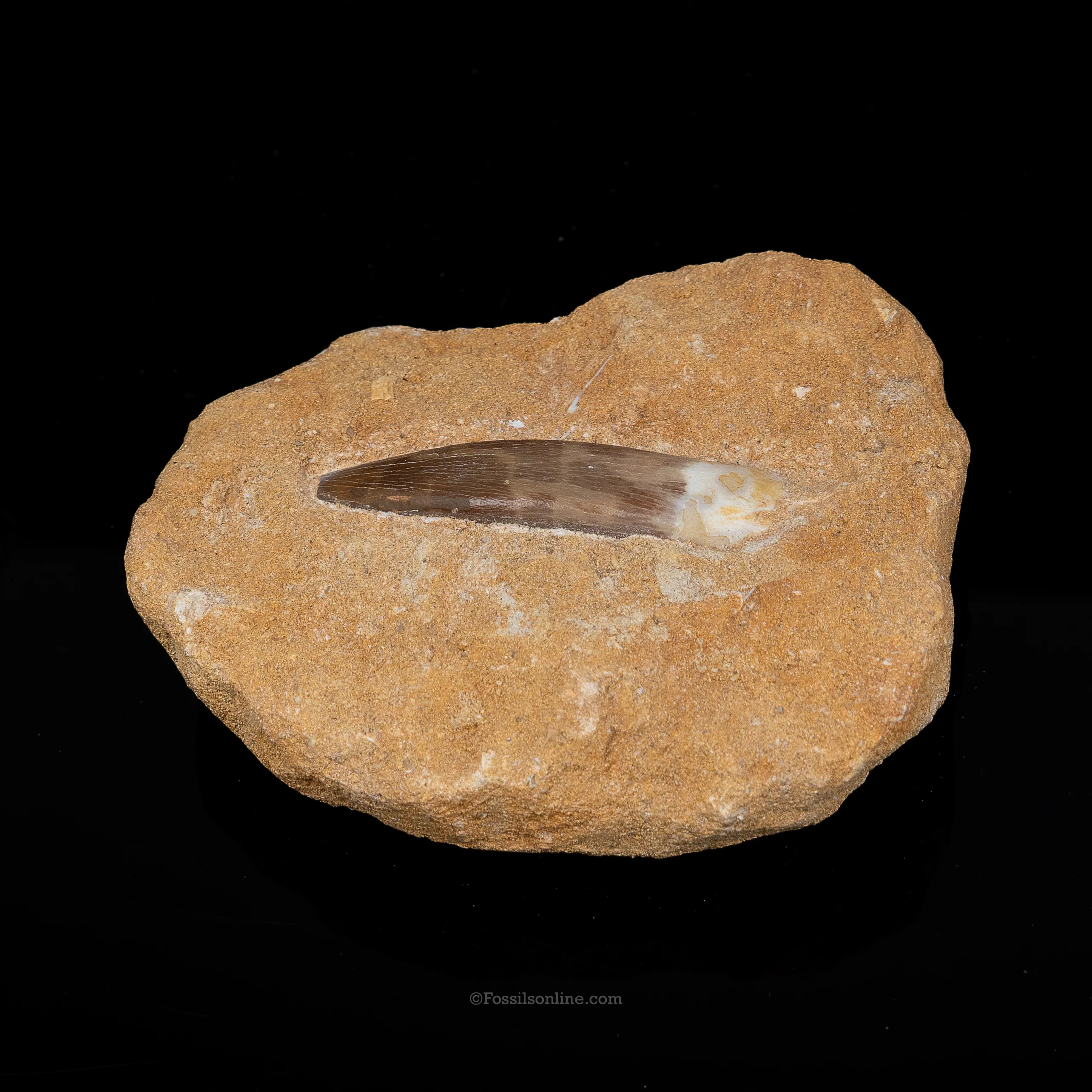 Plesiosaur Tooth in matrix - Image 3