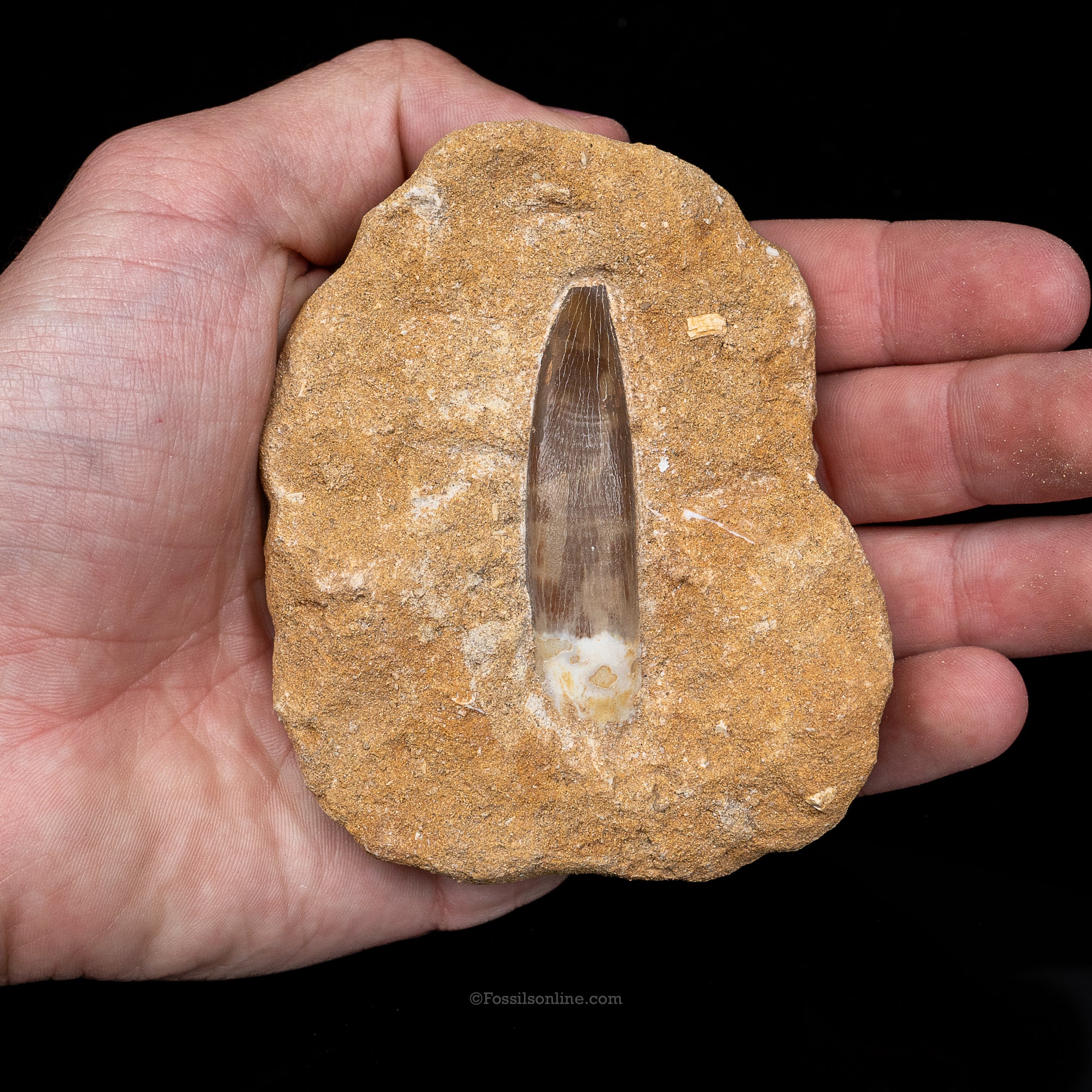 Plesiosaur Tooth in matrix - Image 4