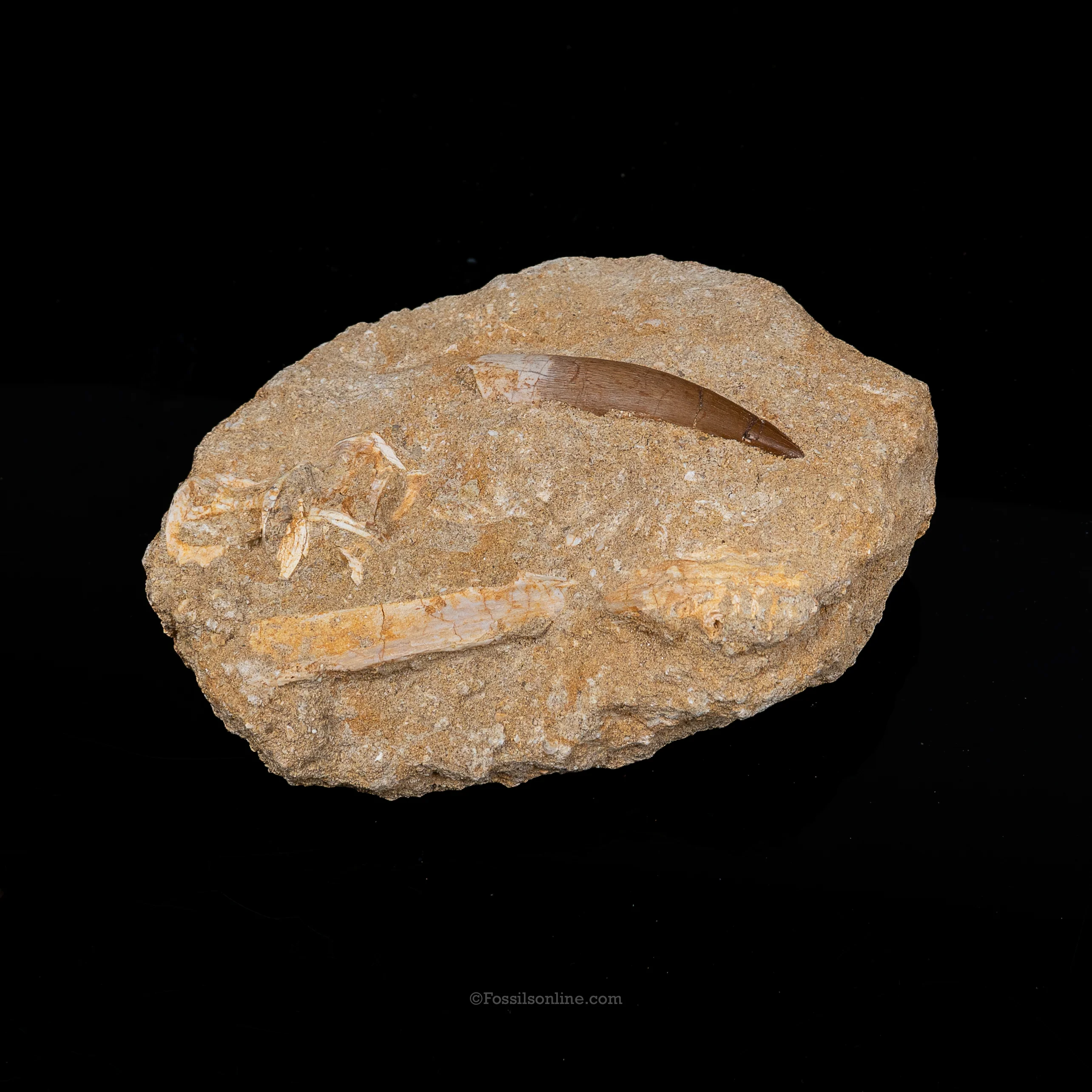 Plesiosaur Tooth & Shark Vertebrae in Matrix - Image 2