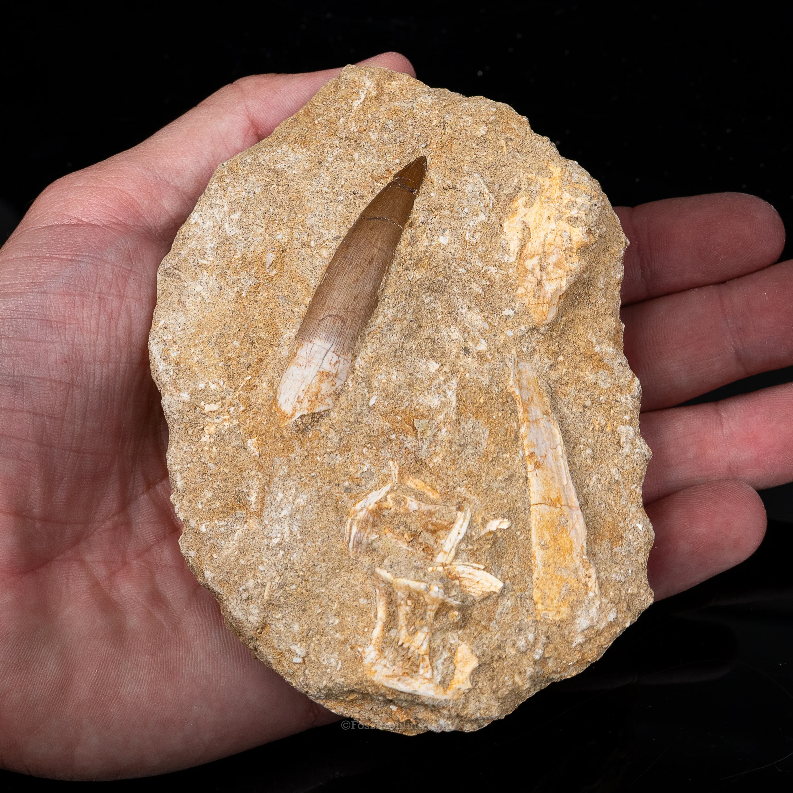Plesiosaur Tooth & Shark Vertebrae in Matrix - Image 3
