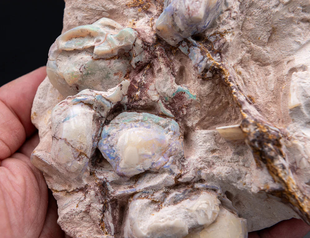 Polished Australian Opalized Clams in Original Matrix - Image 3