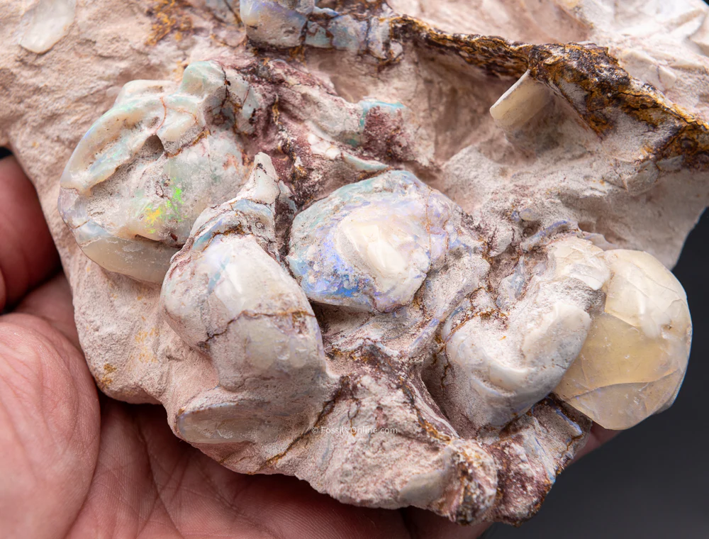 Polished Australian Opalized Clams in Original Matrix - Image 4