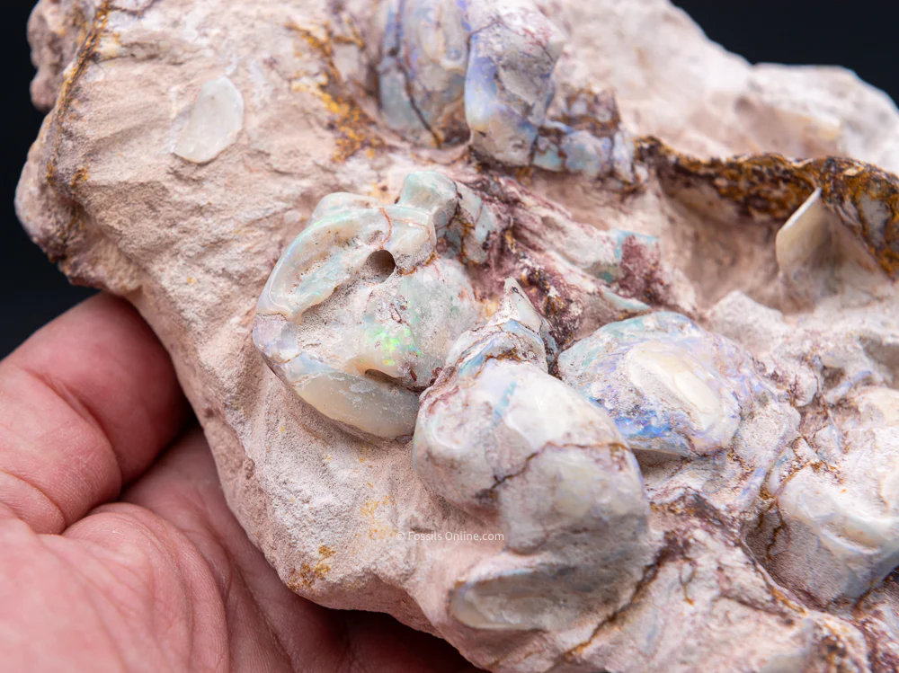 Polished Australian Opalized Clams in Original Matrix - Image 5