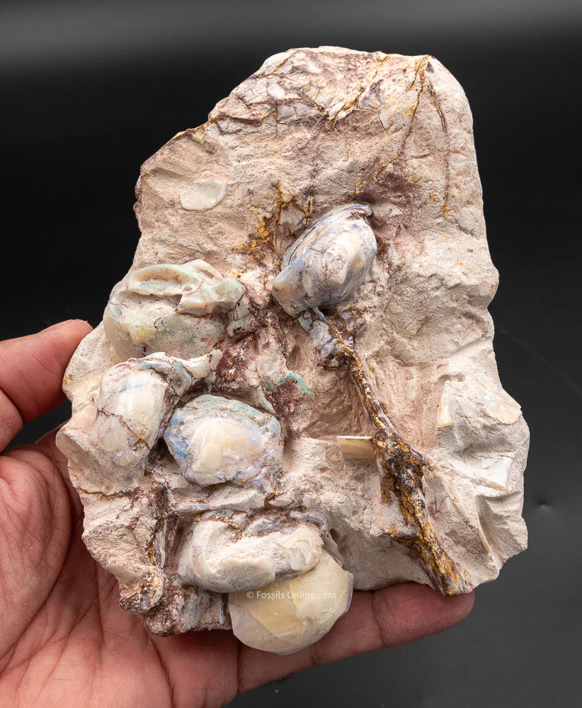 Polished Australian Opalized Clams in Original Matrix - Image 6