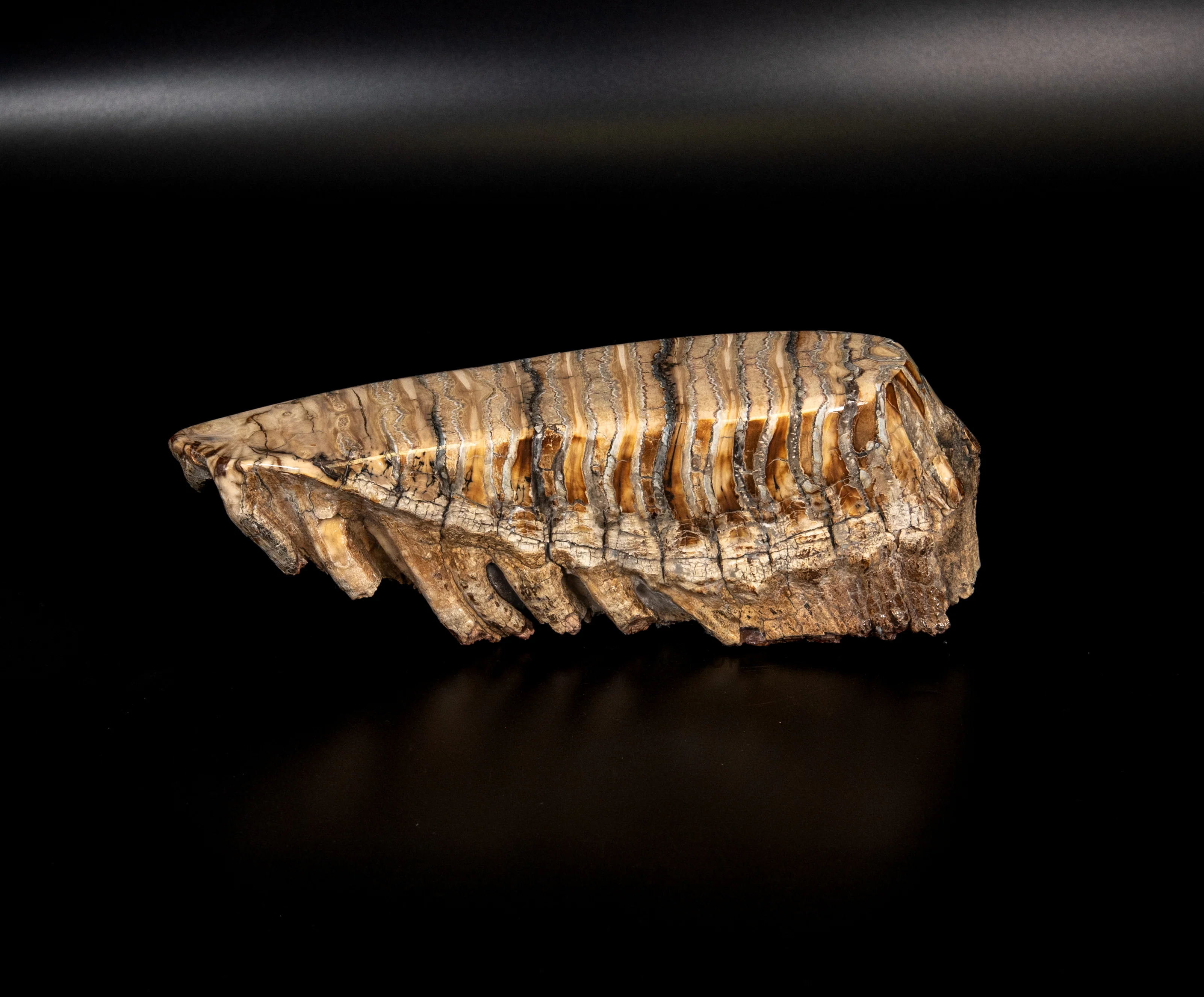 LG Polished  Mammoth Tooth Siberia - Image 3