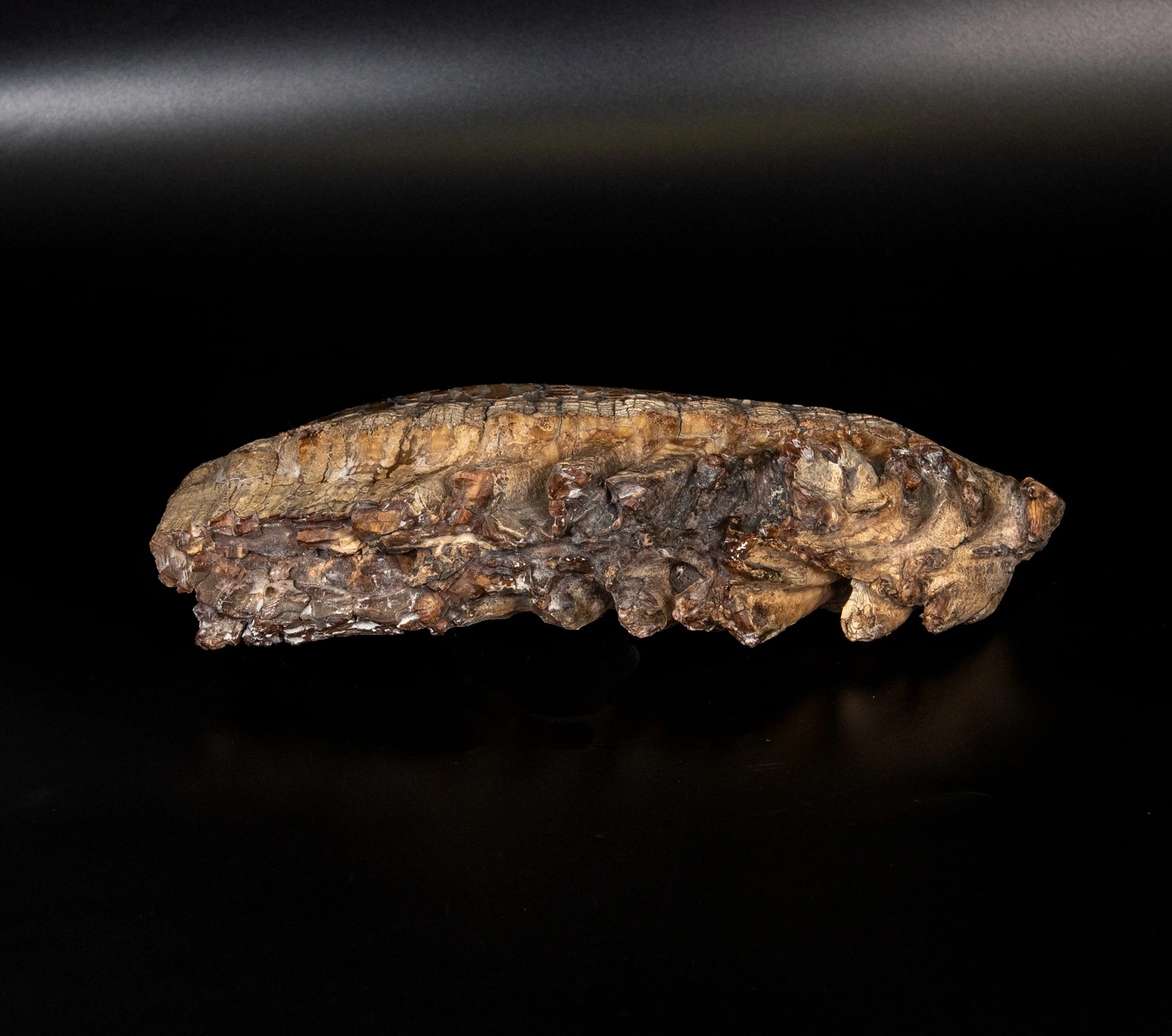 LG Polished  Mammoth Tooth Siberia - Image 4