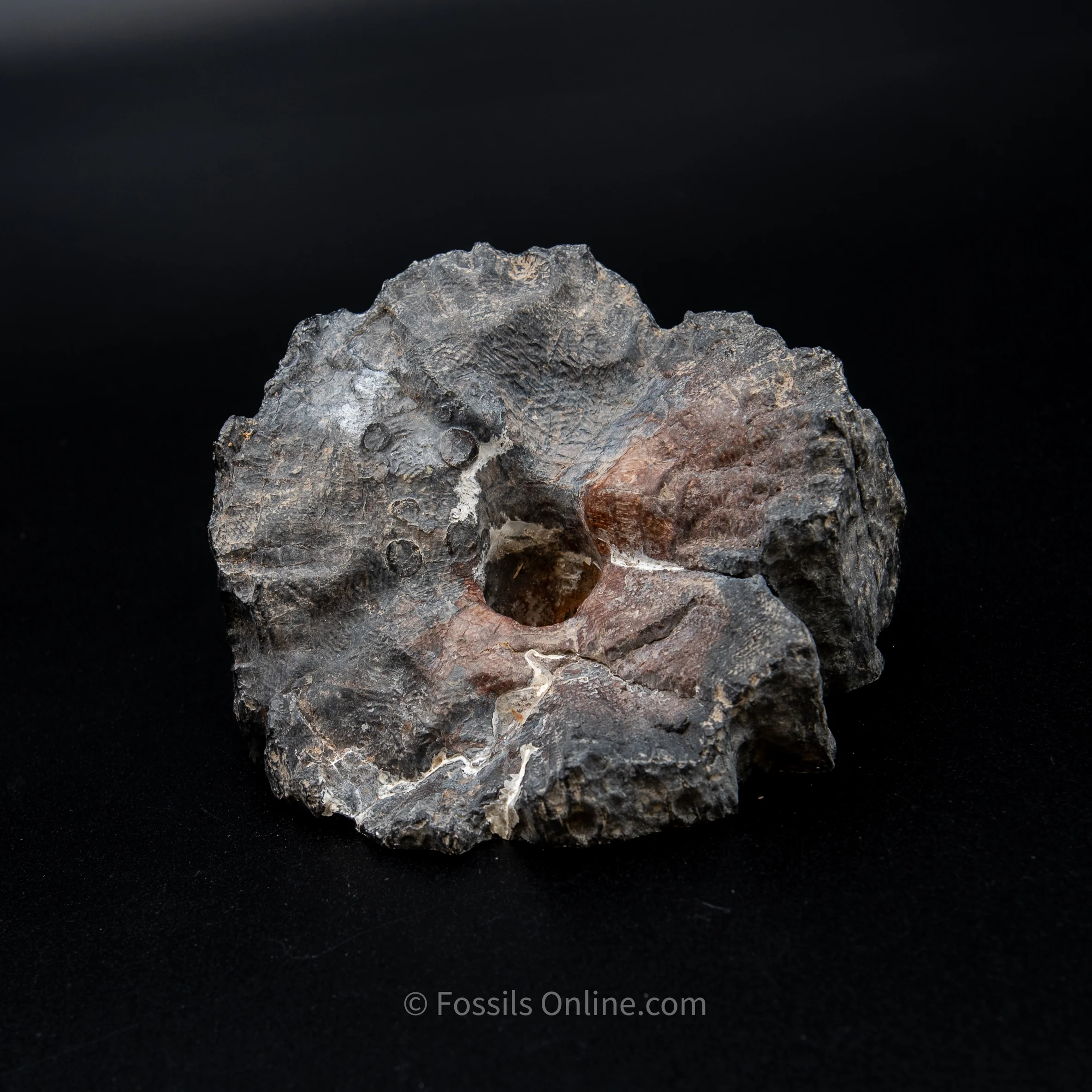 Polished Mammoth Tusk Home Decor Piece - Image 3