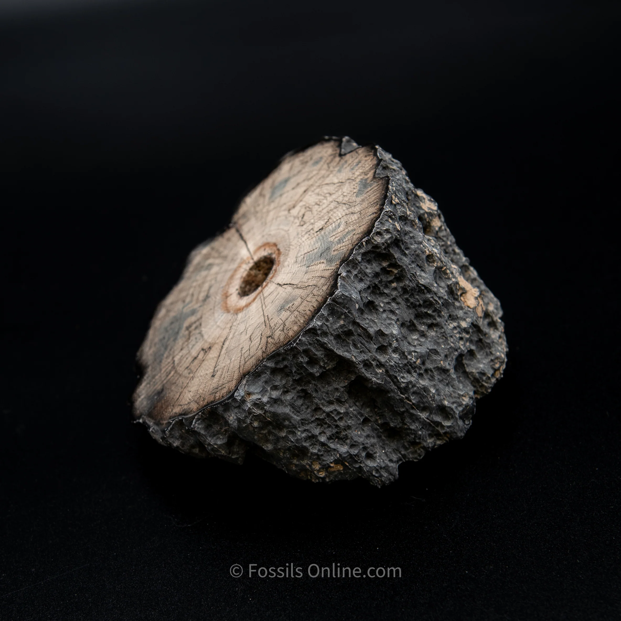 Polished Mammoth Tusk Home Decor Piece - Image 4