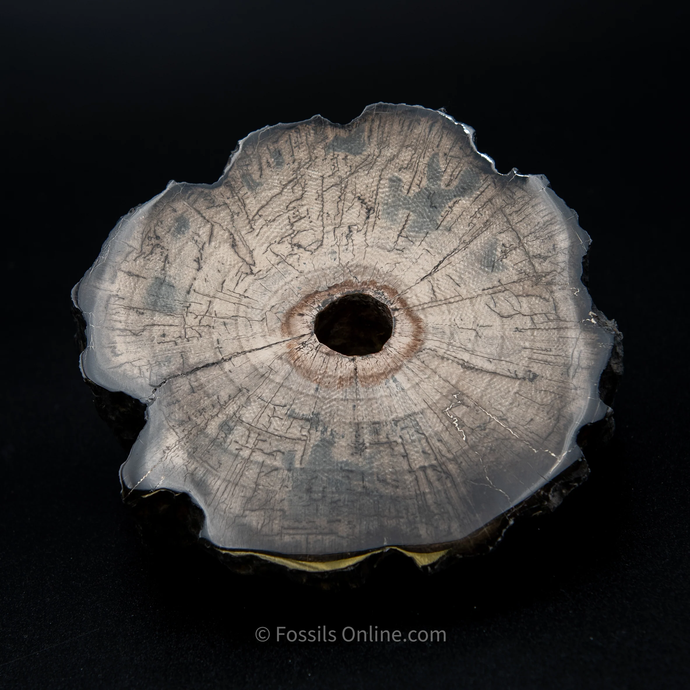 Polished Mammoth Tusk Home Decor Piece - Image 5