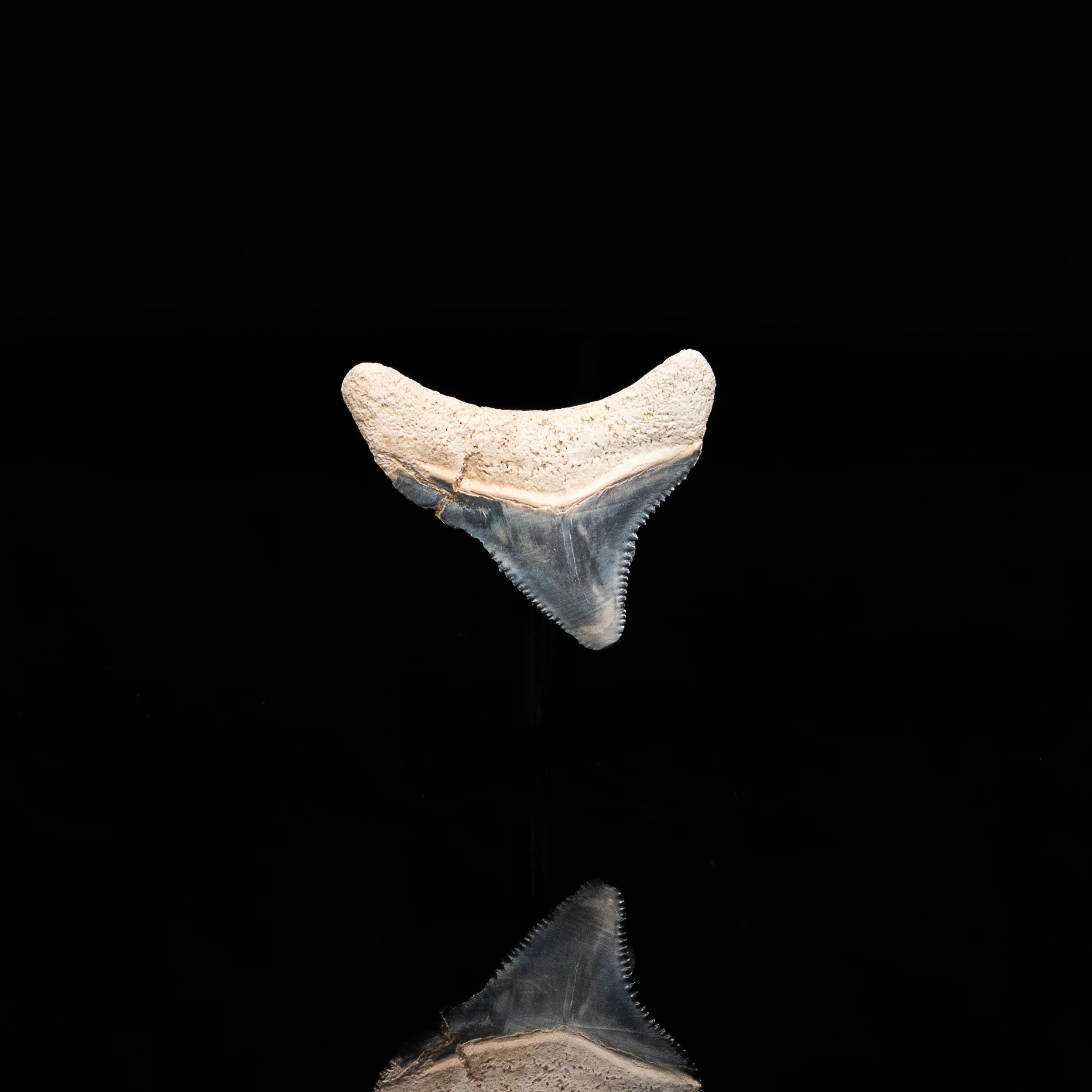 Posterior Bone Valley Megalodon 1.29" - Image 3