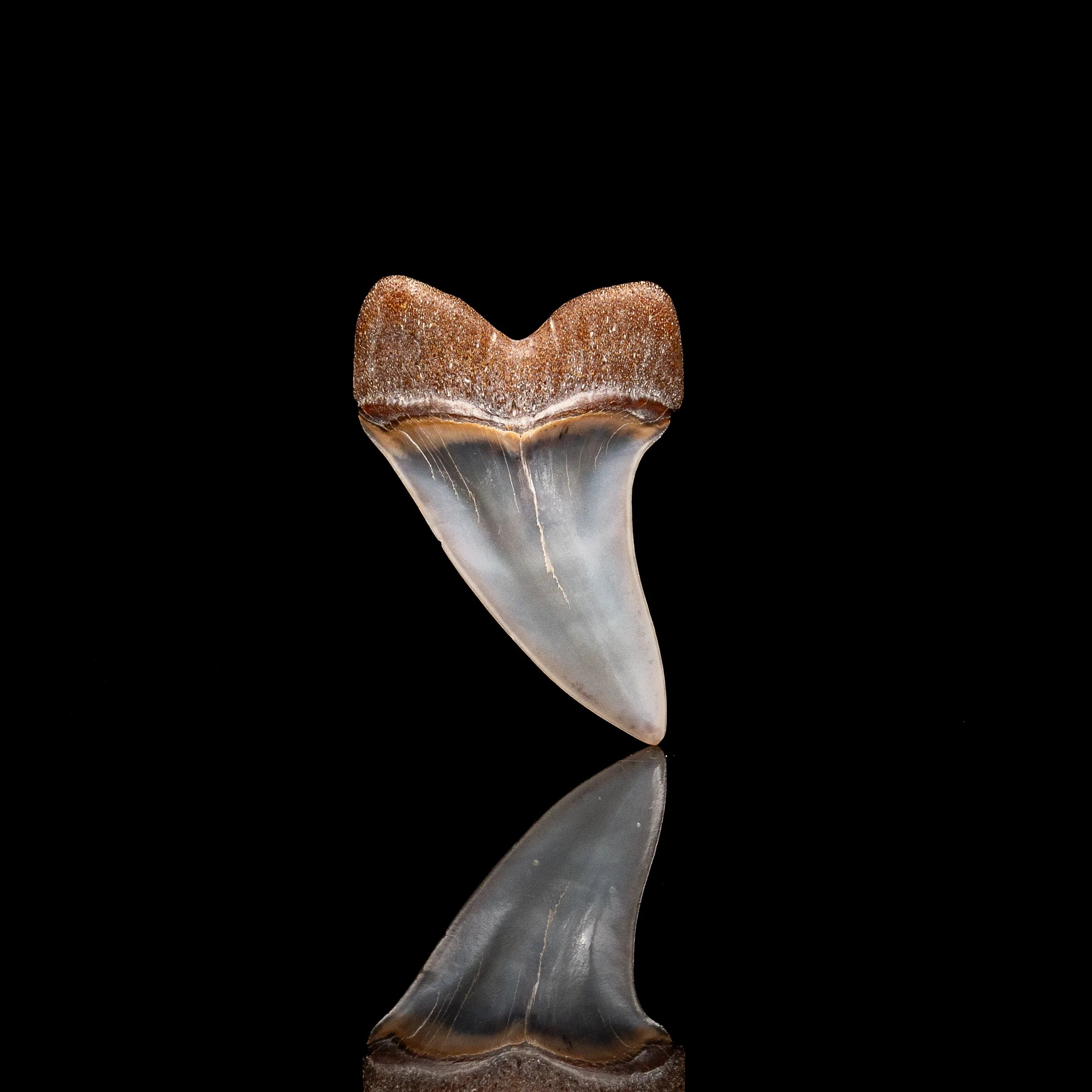 Quality Bakersfield C. planus Fossil Tooth 1.87" - Image 2