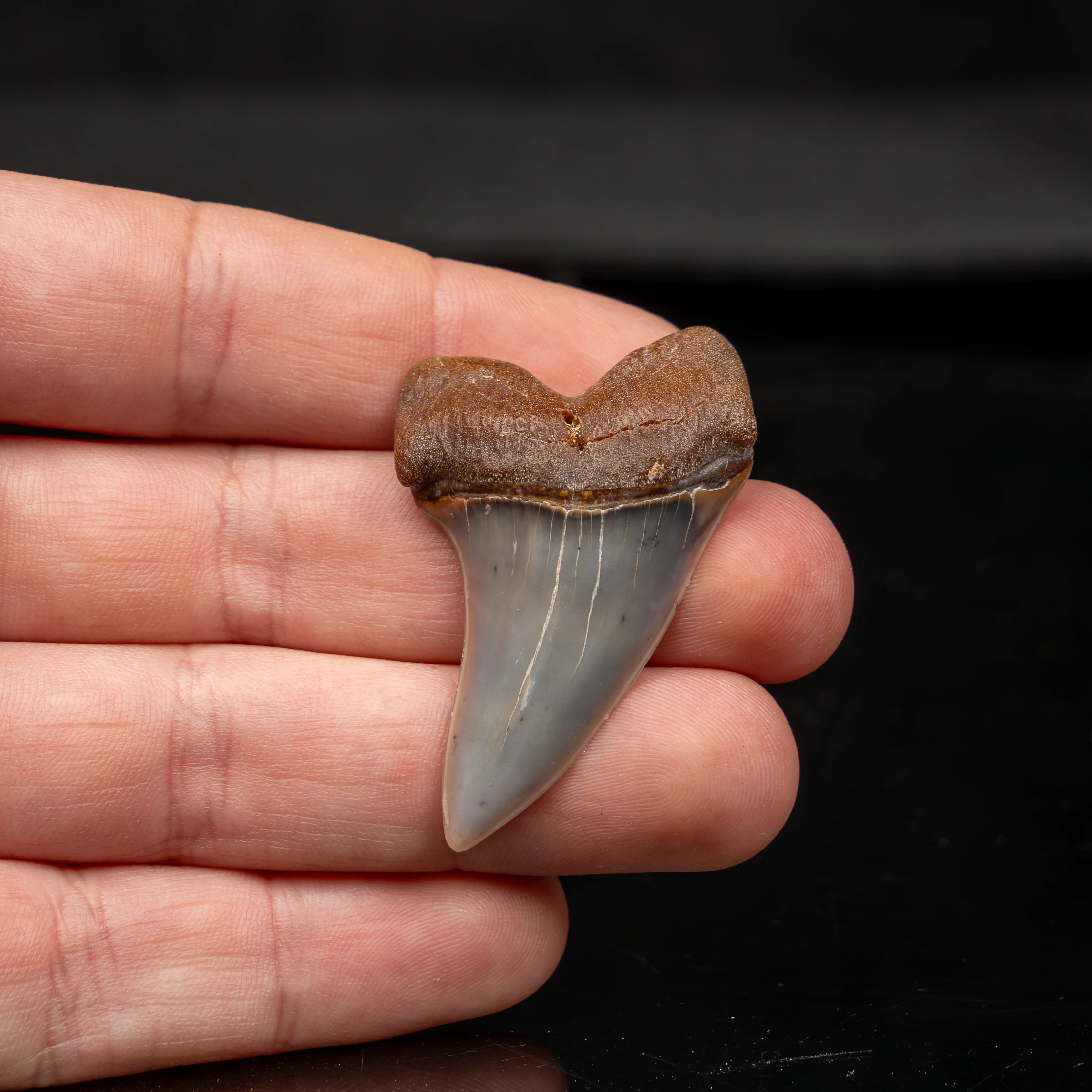 Quality Bakersfield C. planus Fossil Tooth 1.87" - Image 3