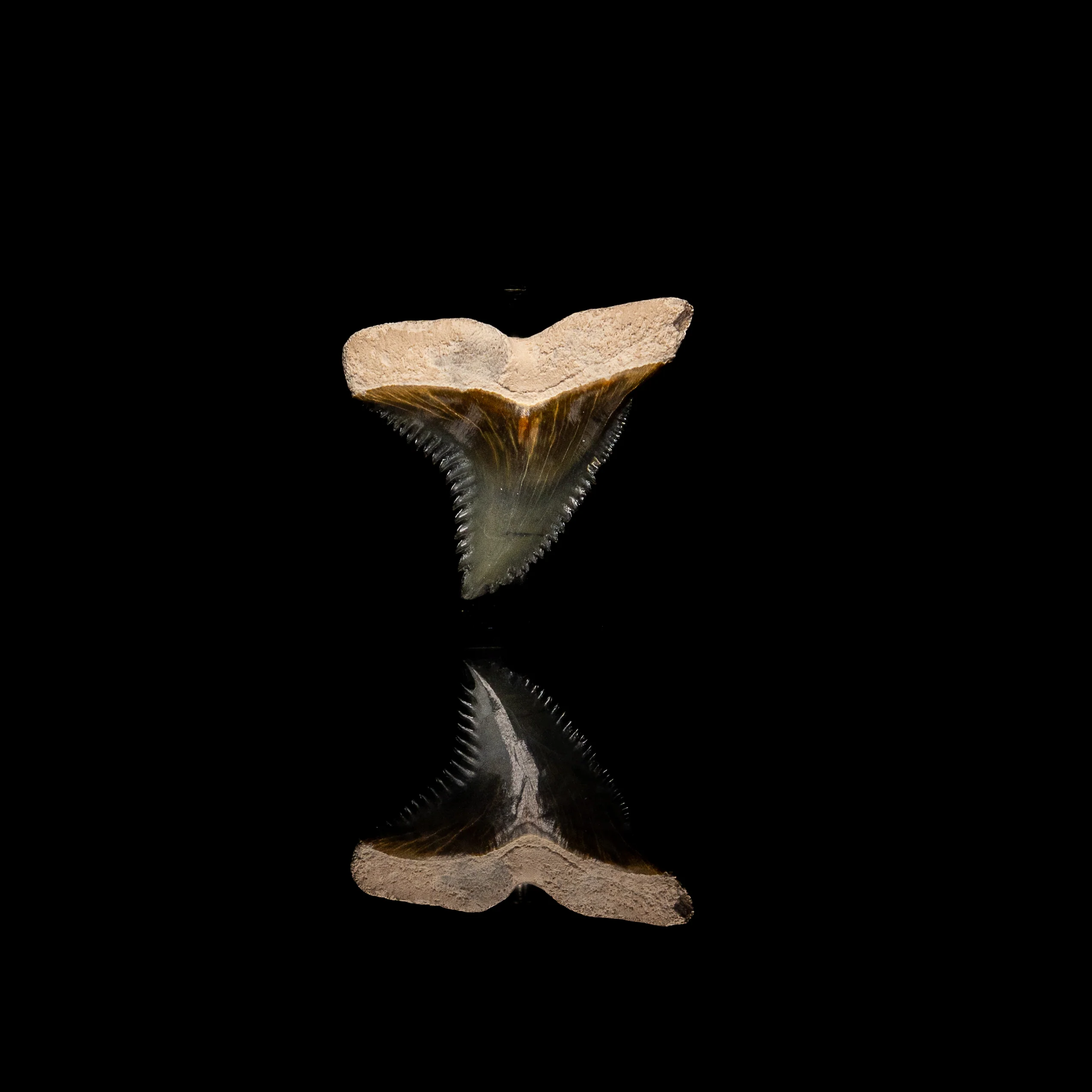 Pristine Bone Valley Hemipristis 1.31" - Image 2