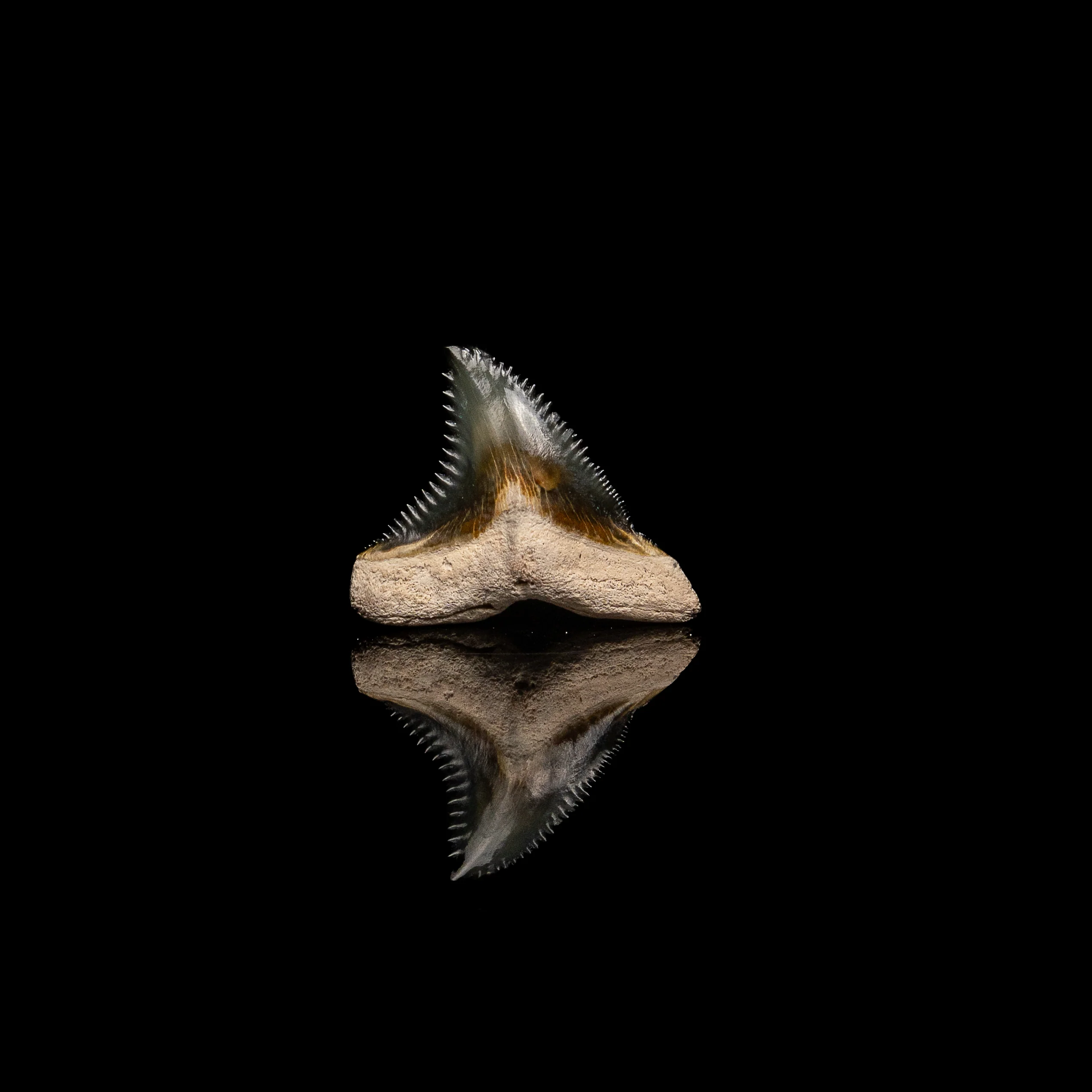 Pristine Bone Valley Hemipristis 1.31" - Image 3