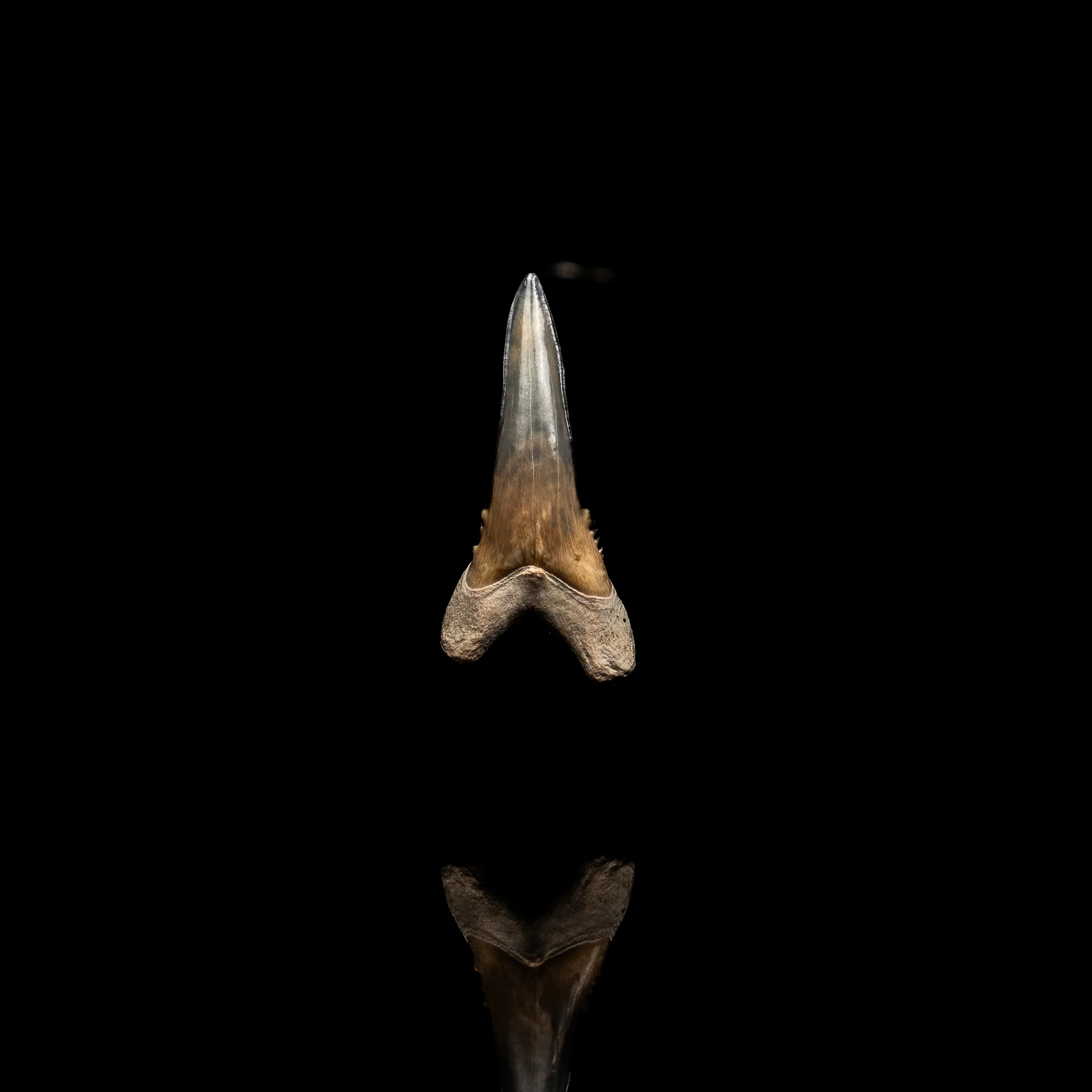 Pristine Bone Valley Hemipristis 1.45" - Image 3