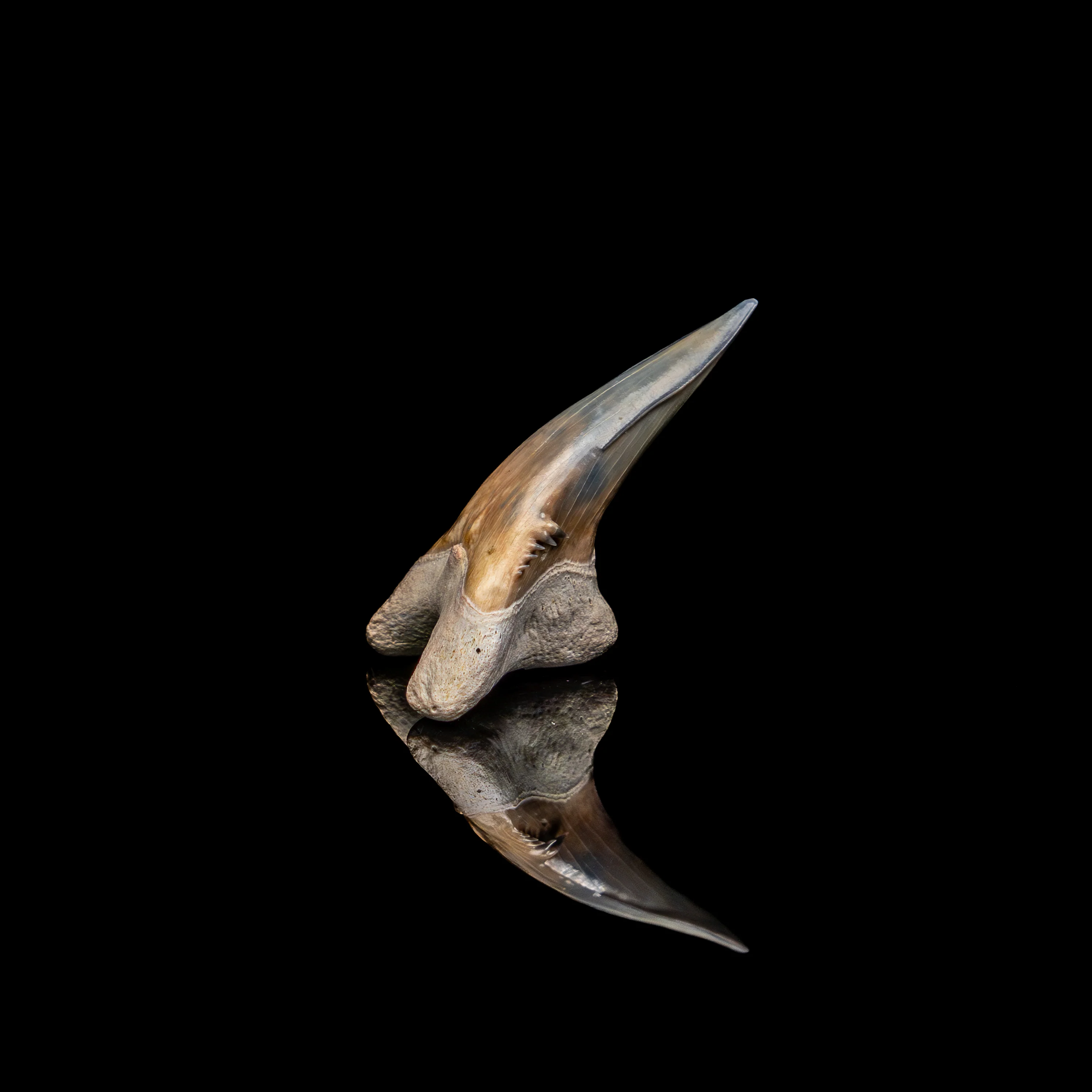 Pristine Bone Valley Hemipristis 1.45" - Image 4