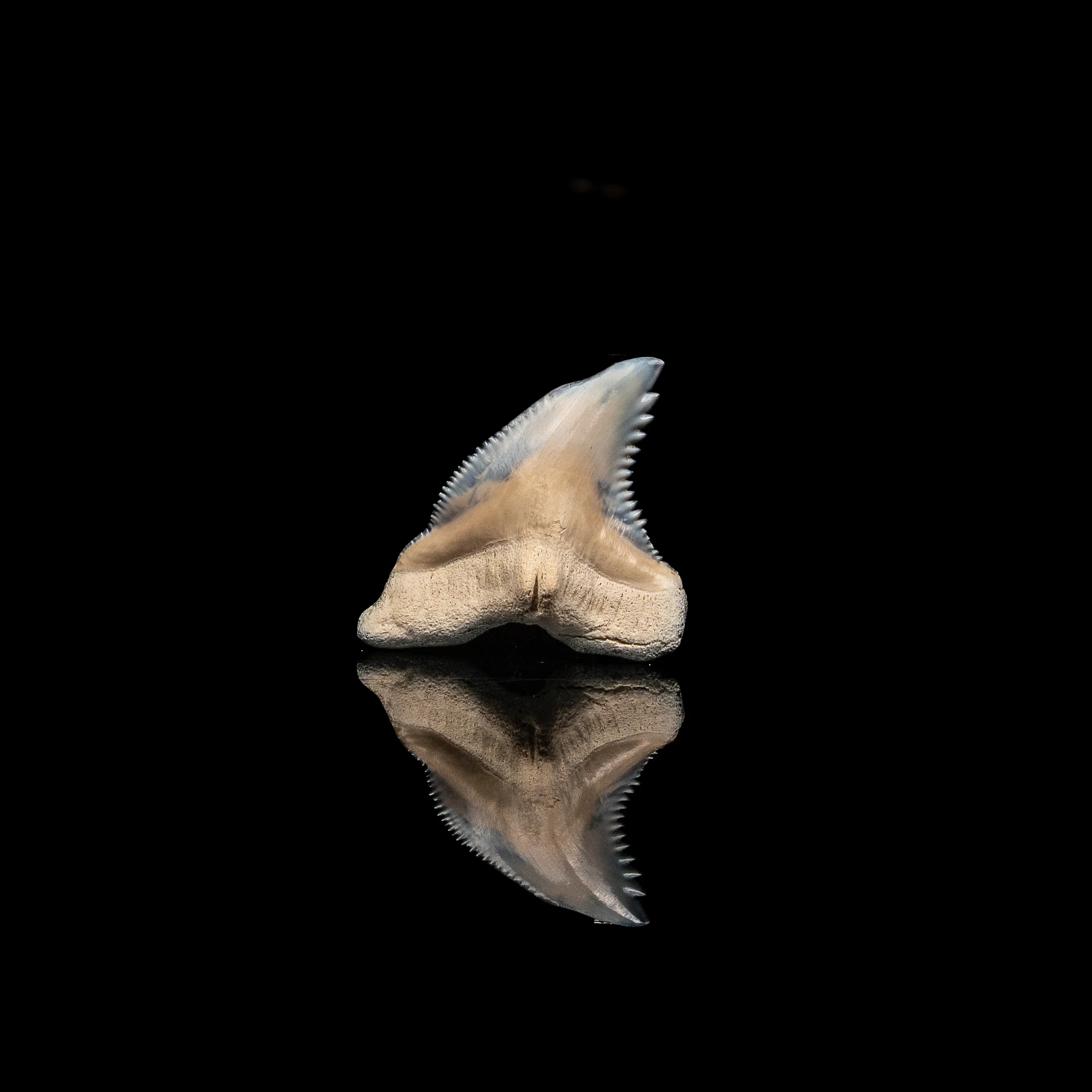 Pristine Bone Valley Hemipristis 1.58" - Image 3