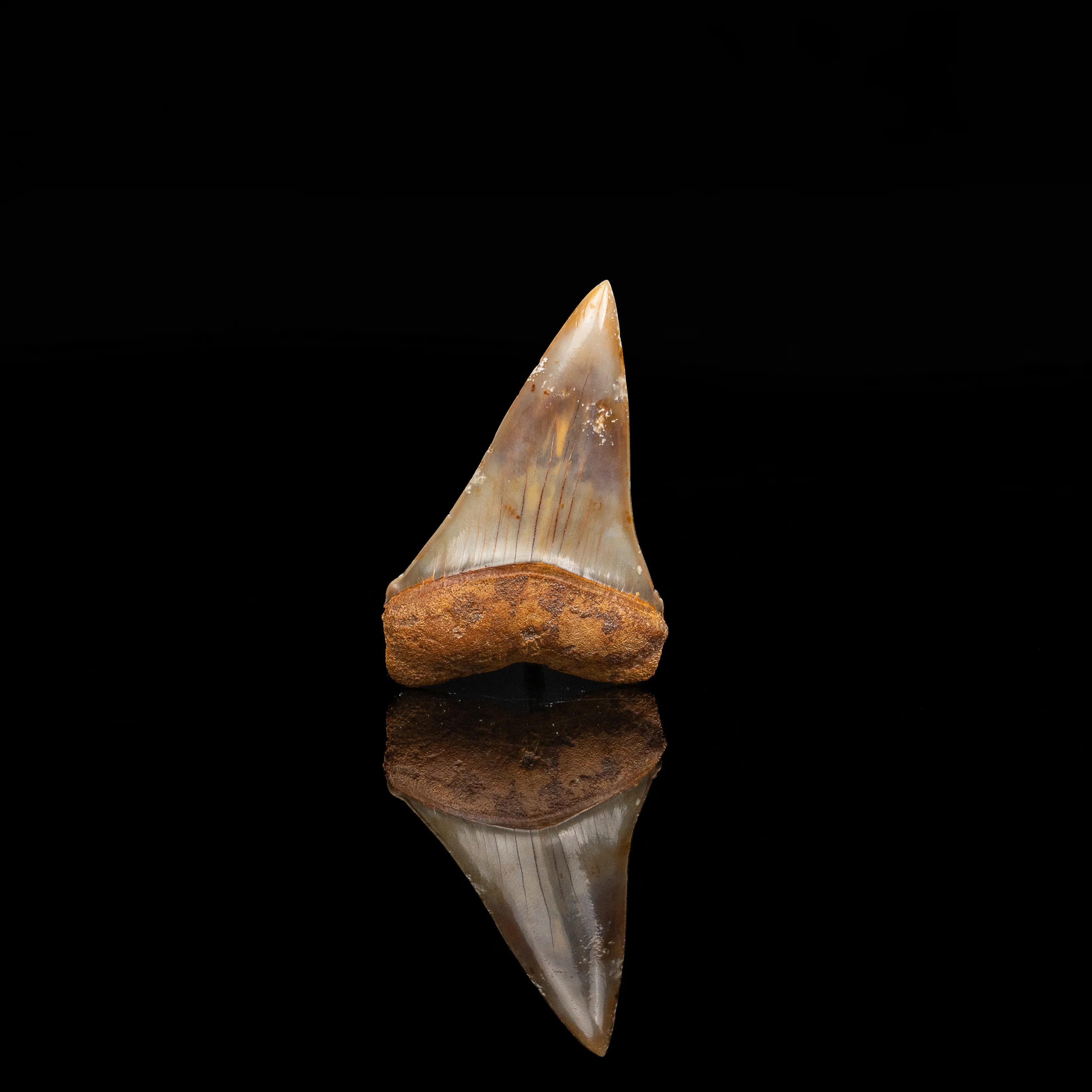 Pristine Chilean Mako 1.94" - Image 2