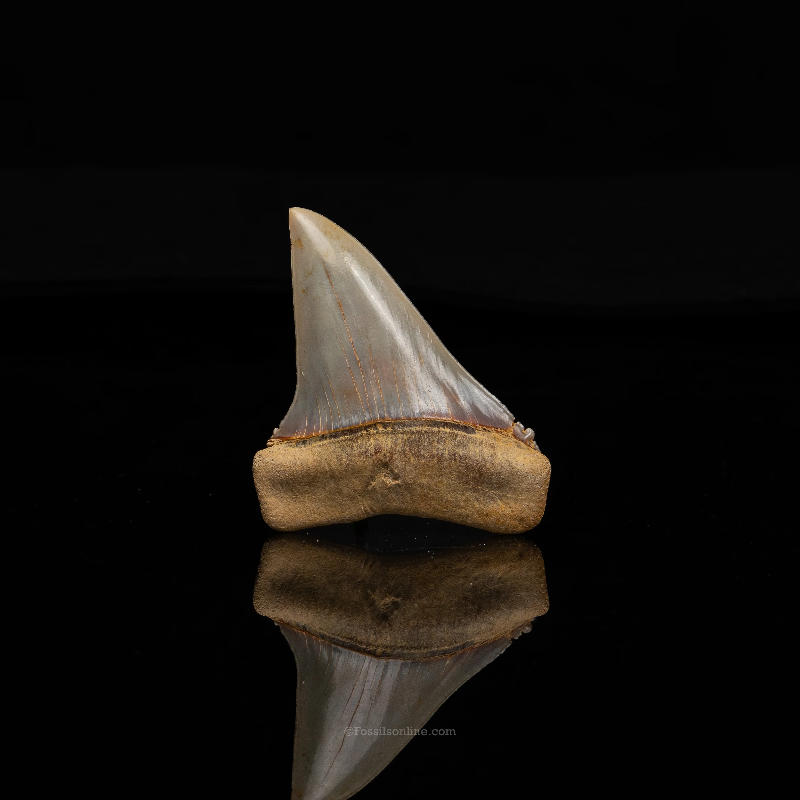 Stunning Chilean Mako 2.42" - Image 2