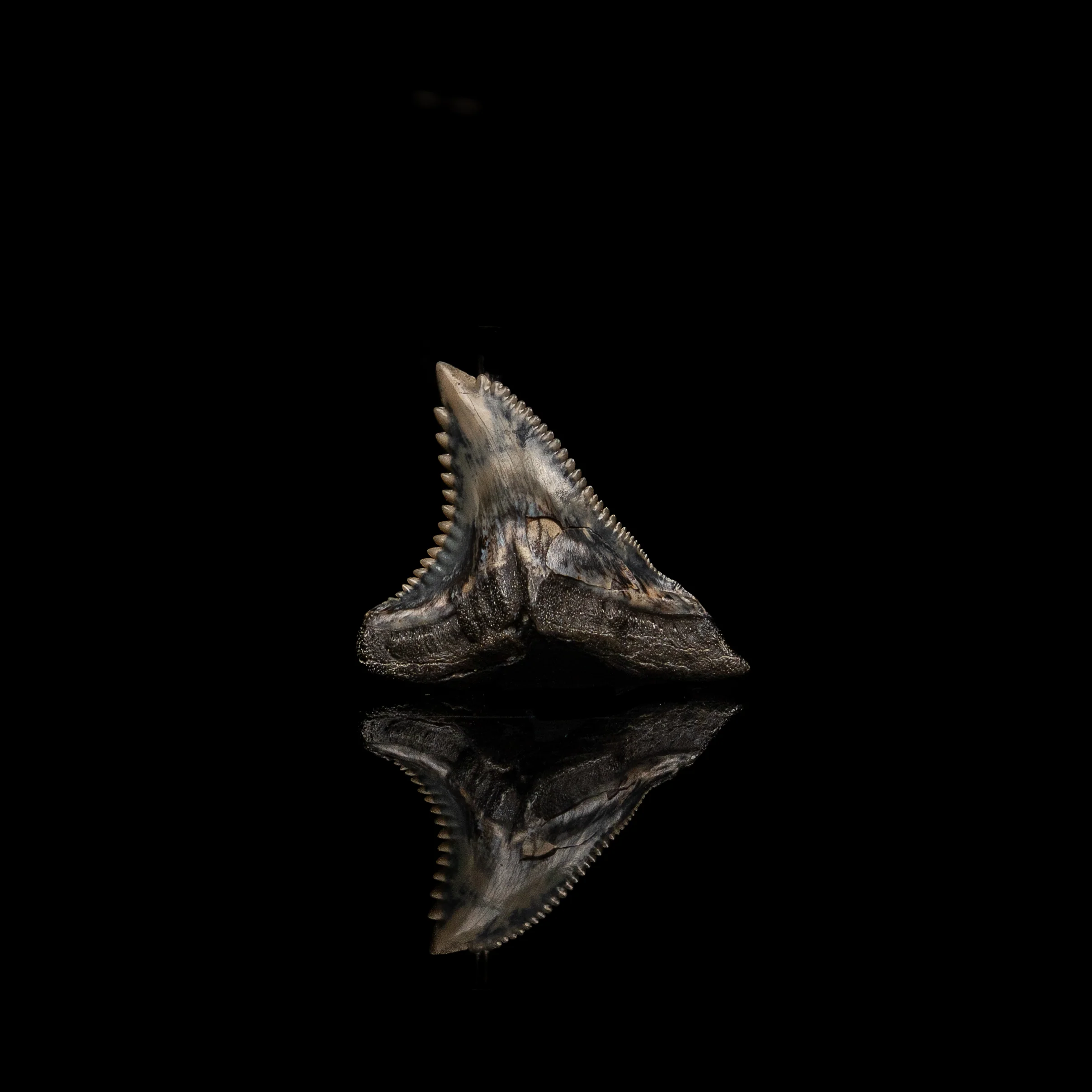 Pristine Hemipristis  1.43" - Image 3