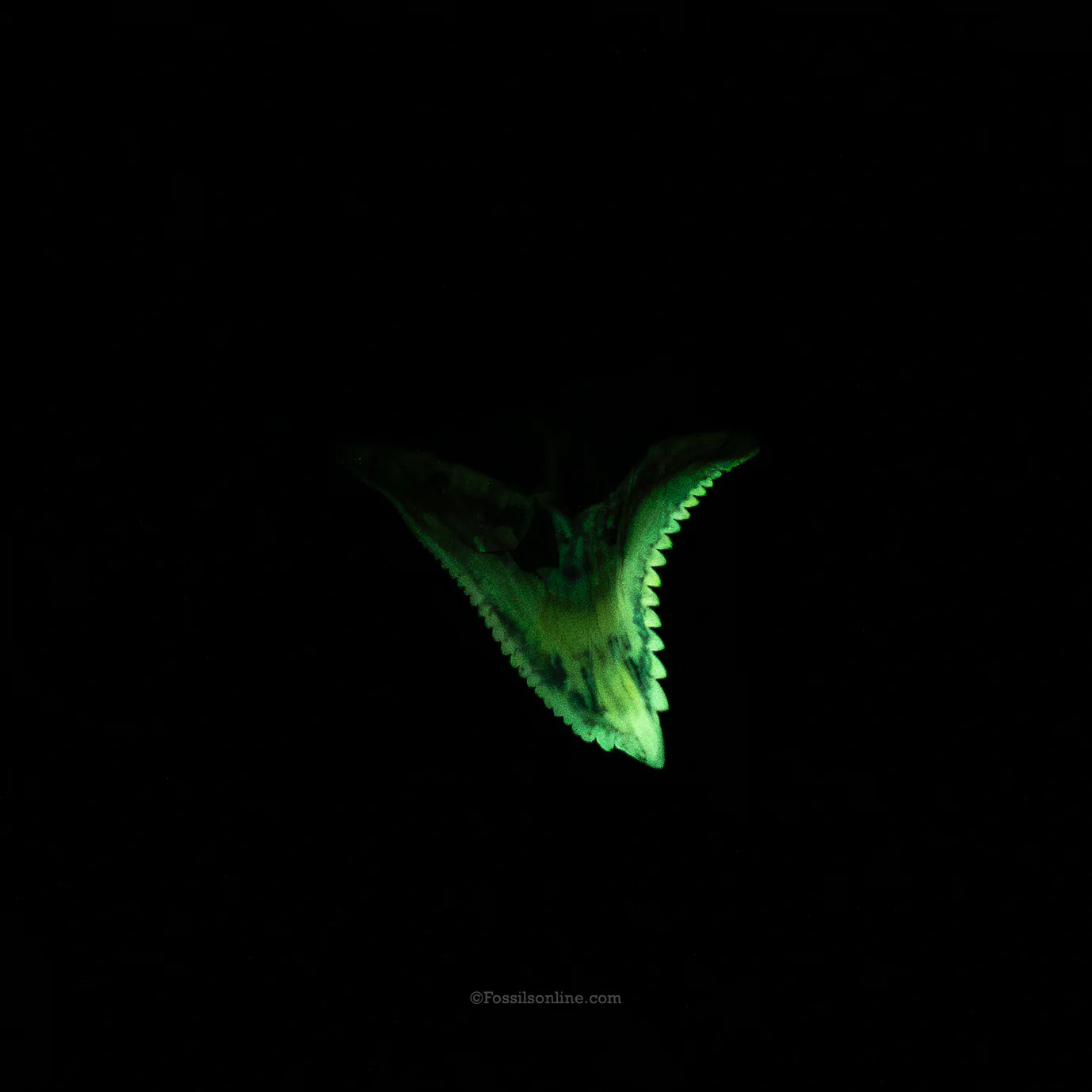 Pristine Hemipristis  1.43" - Image 4