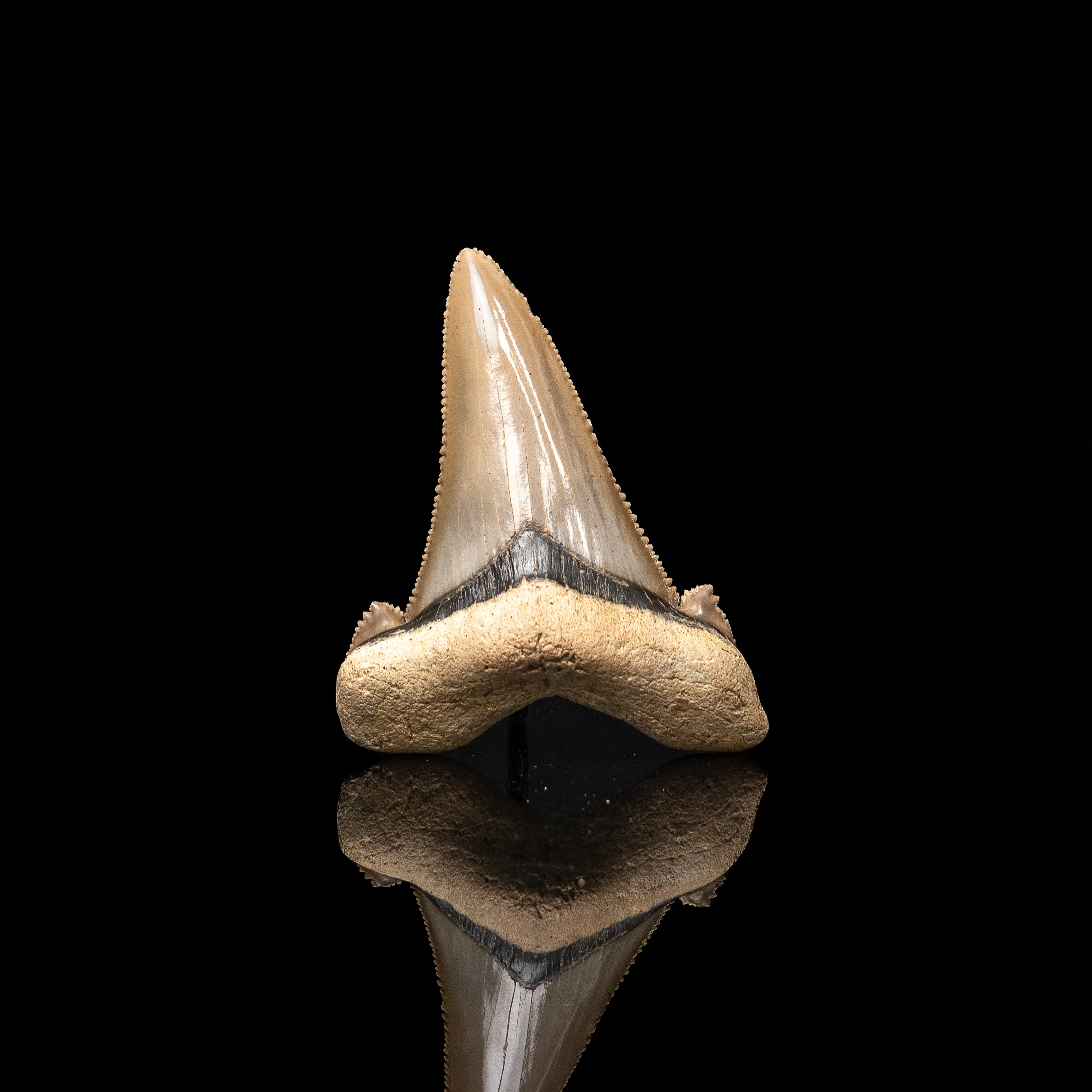 Pristine Otodus auriculatus Tooth 2.50" - Image 3