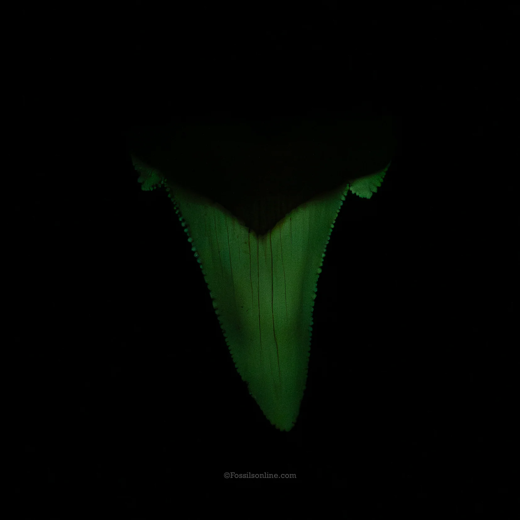 Pristine Otodus auriculatus Tooth 2.50" - Image 4