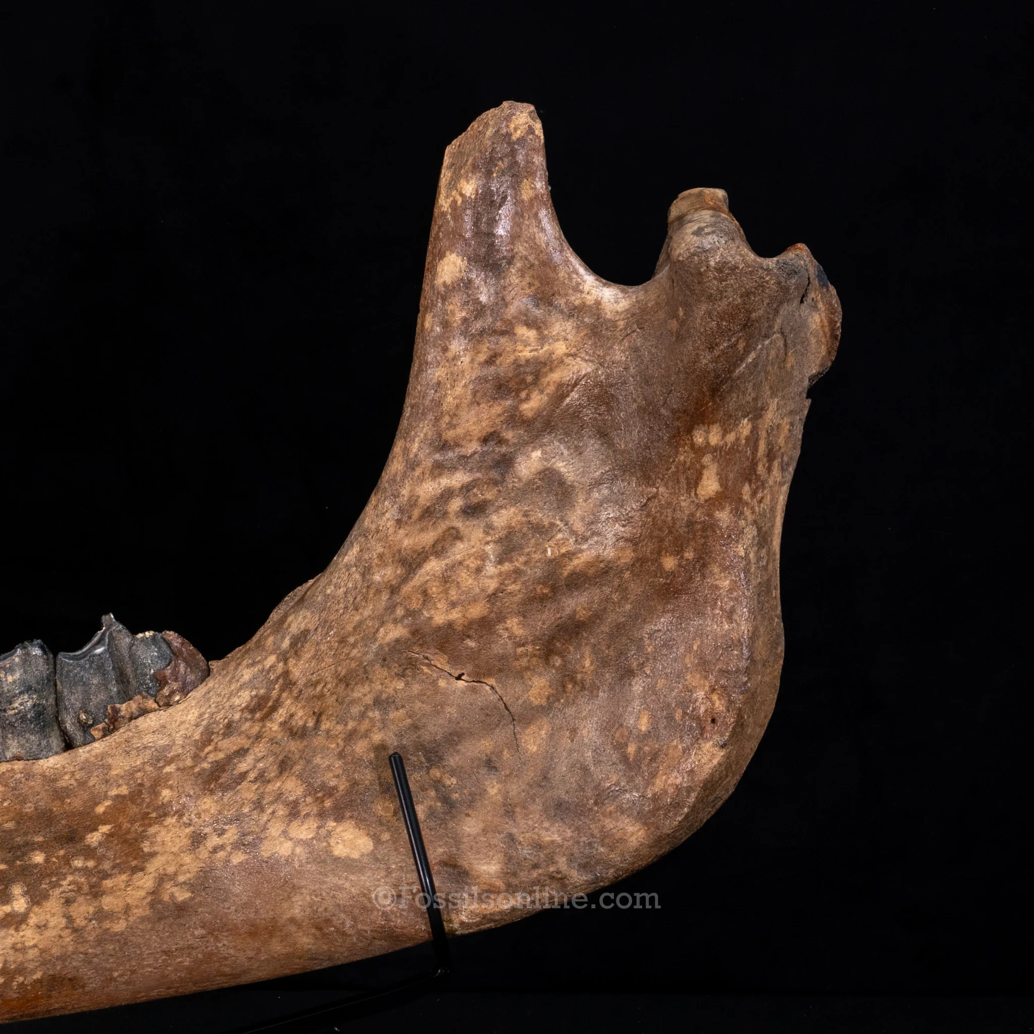 Pristine Woolly Rhino Jaw - Image 3