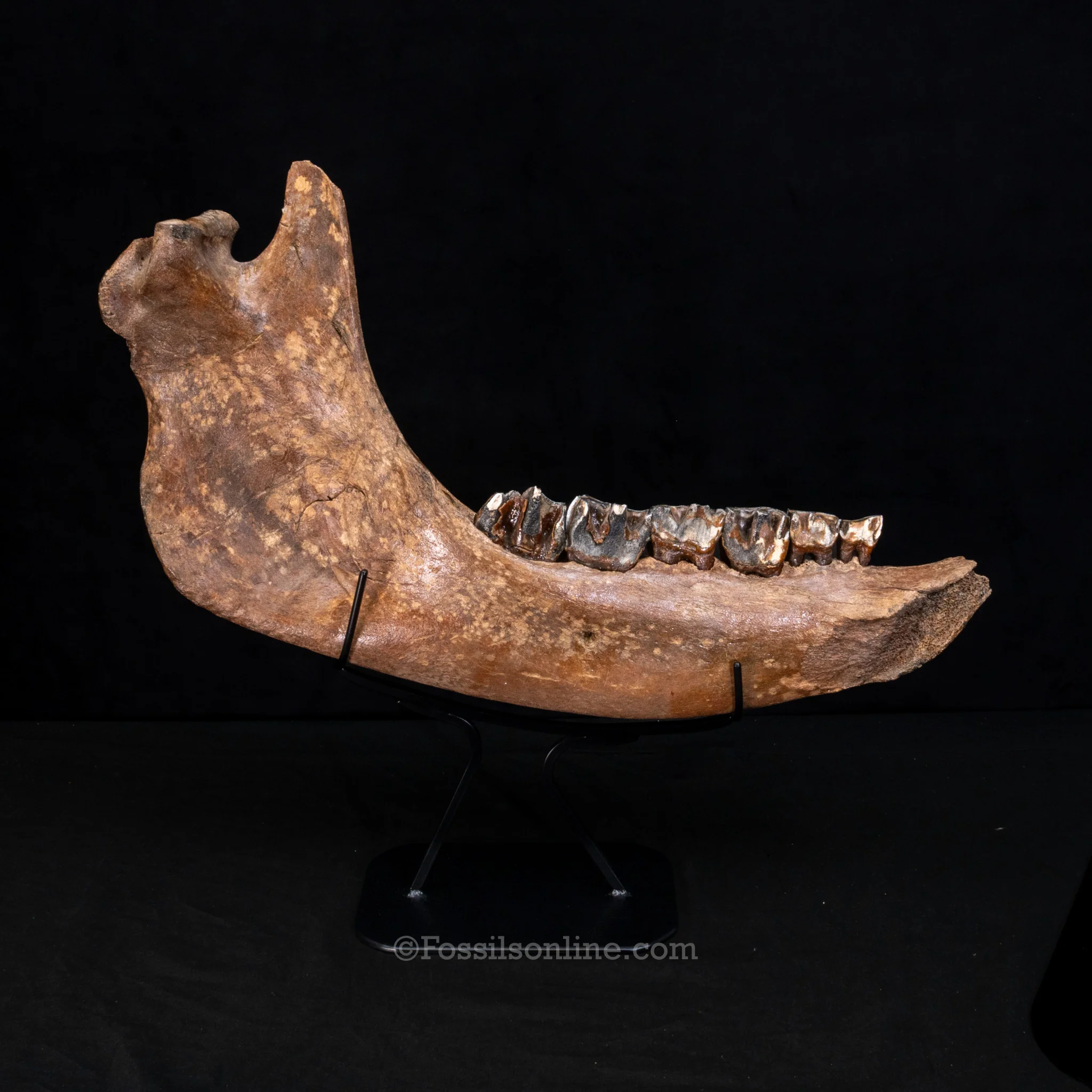 Pristine Woolly Rhino Jaw - Image 4