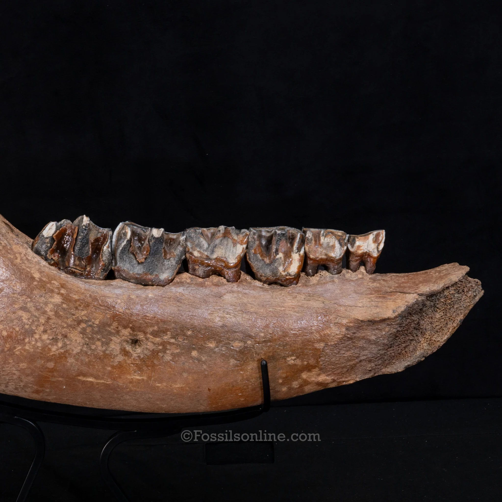 Pristine Woolly Rhino Jaw - Image 5