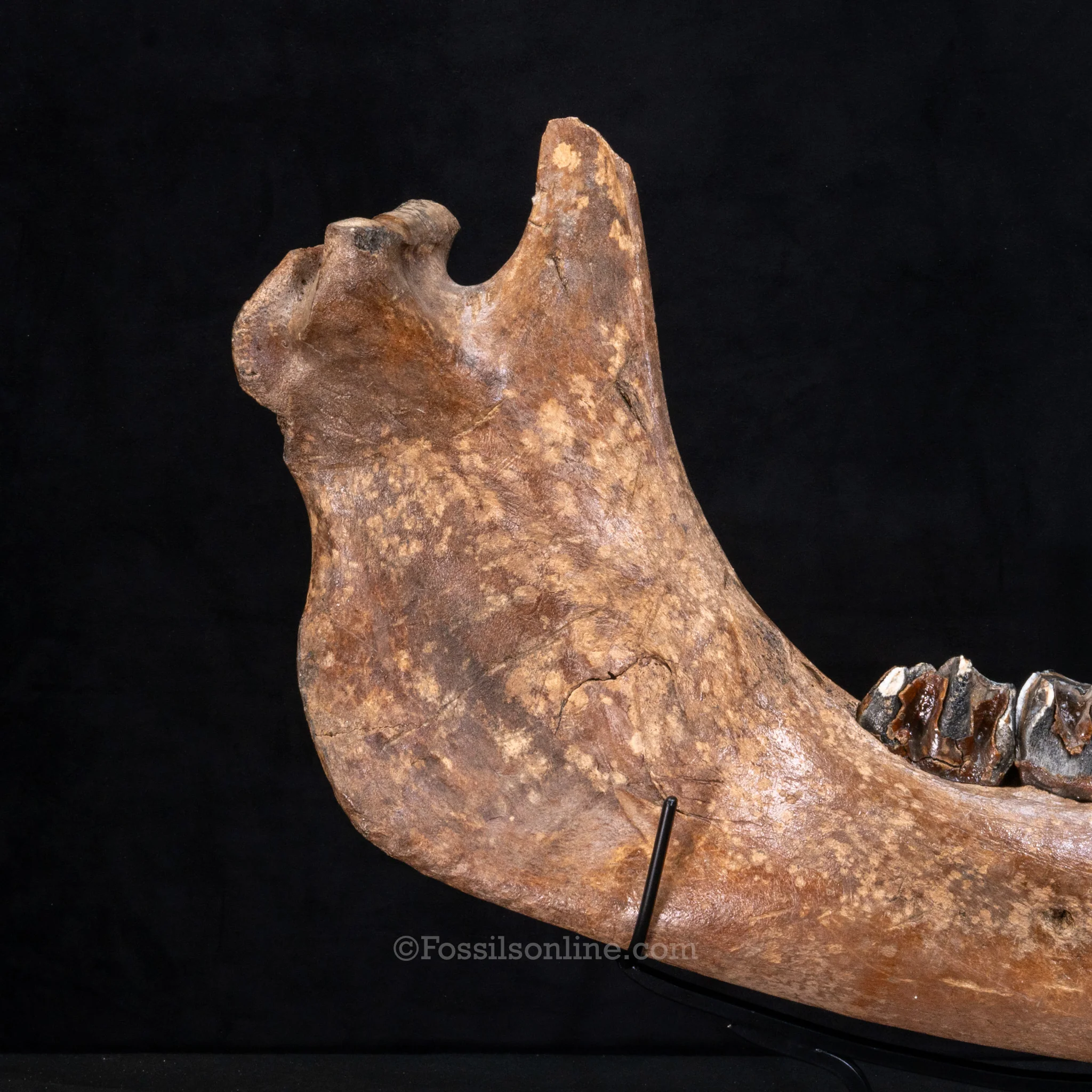 Pristine Woolly Rhino Jaw - Image 6