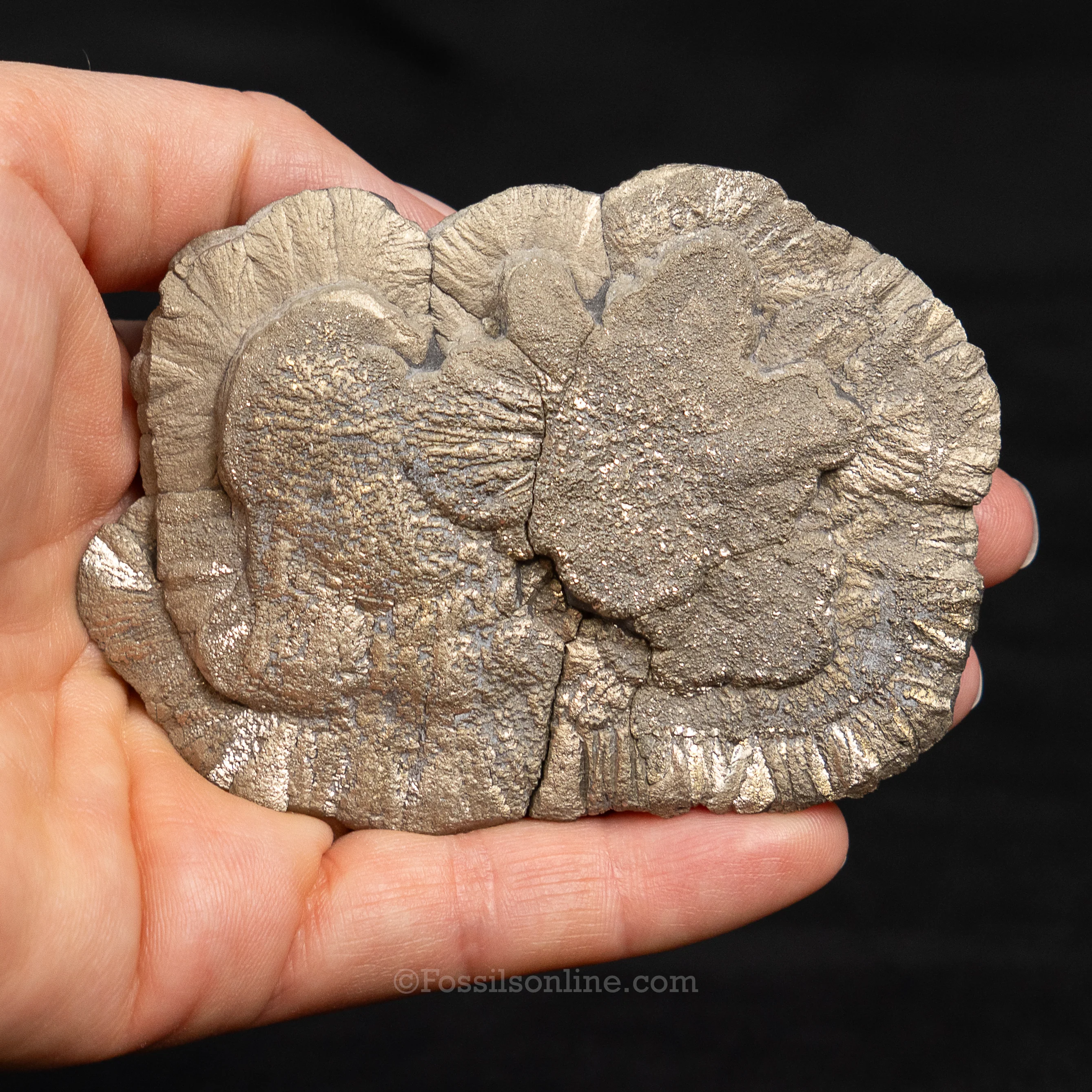 Pyrite Sun / Miner's Dollar 3.33" - Image 3
